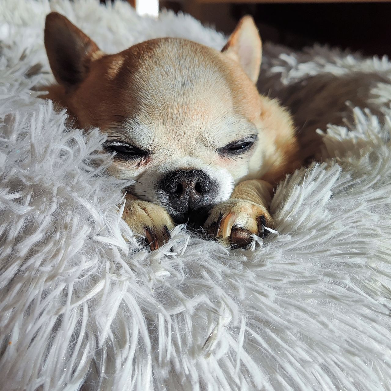 Soutěžní fotografie - Čiko,  Čivava