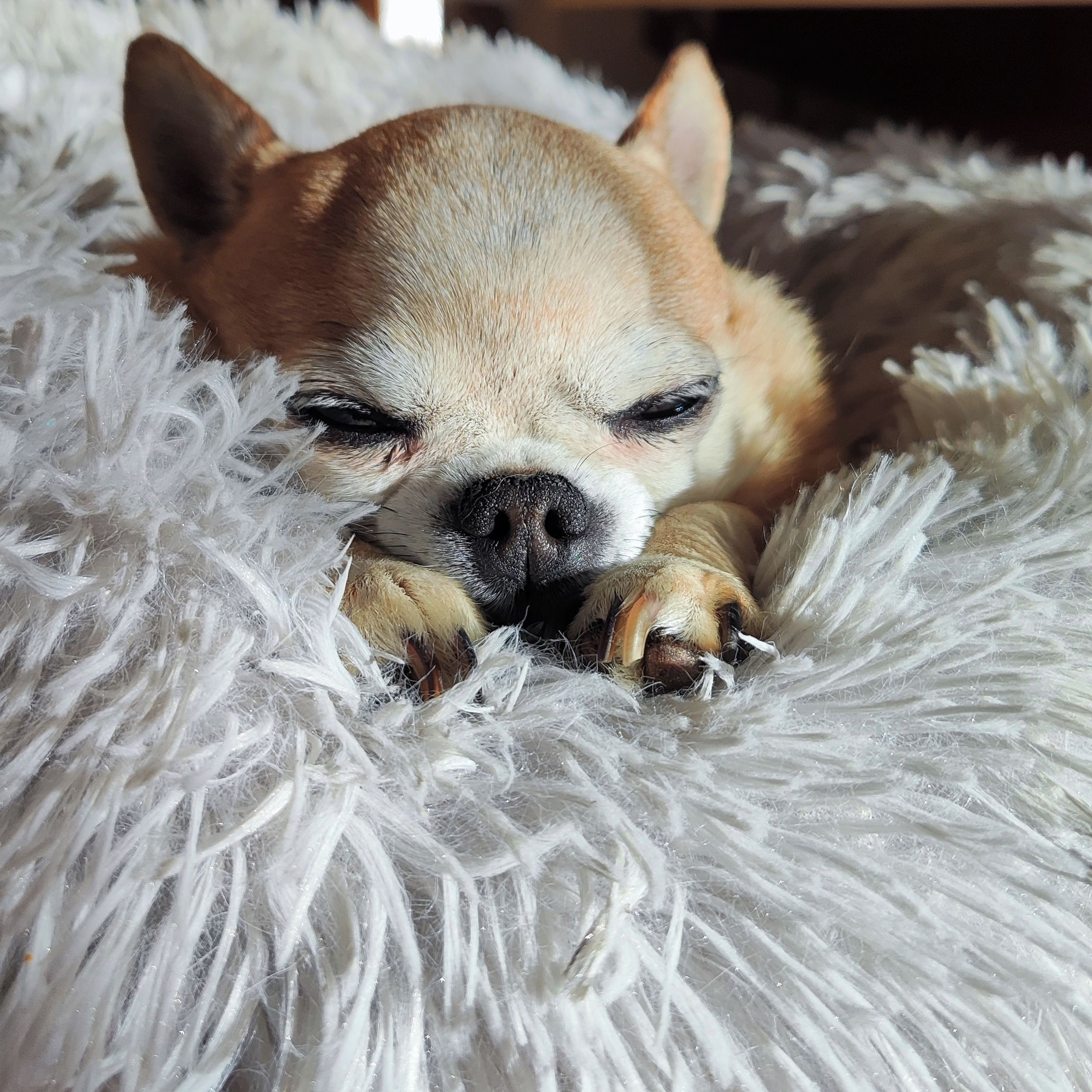 Soutěžní fotografie - Čiko,  Čivava