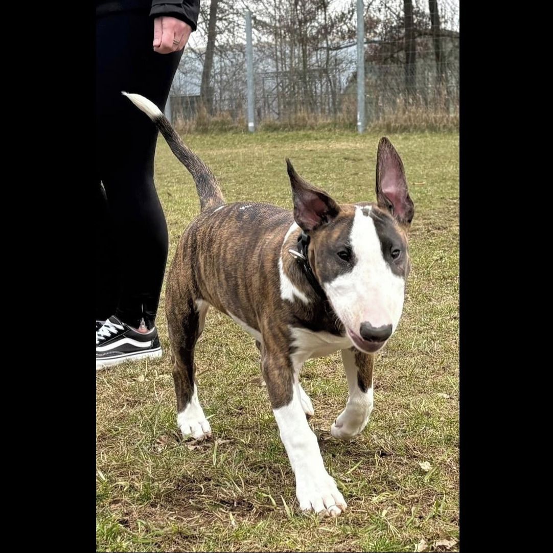 Soutěžní fotografie - Hádes,  Bulteriér