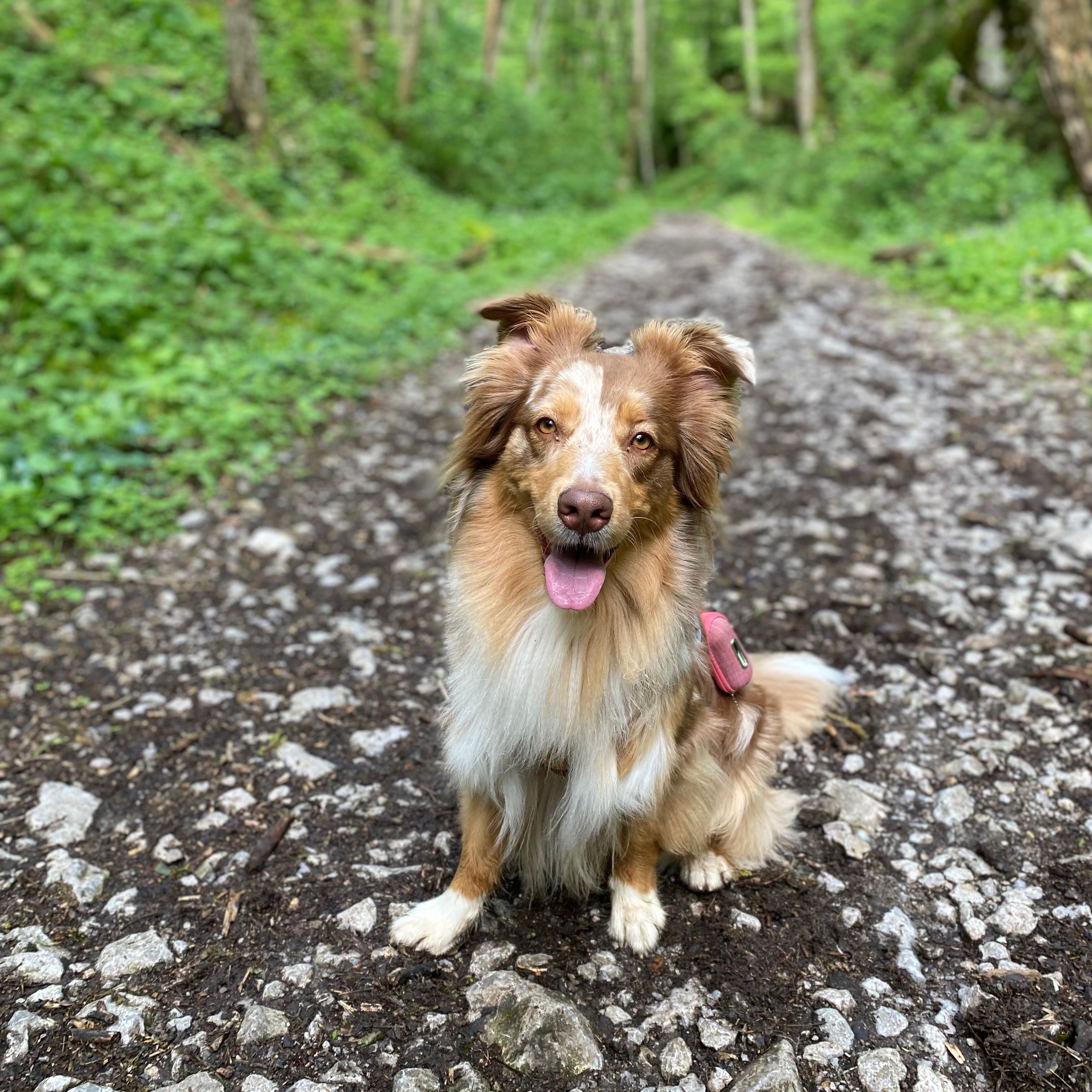 Soutěžní fotografie - Meggie,  Australský ovčák