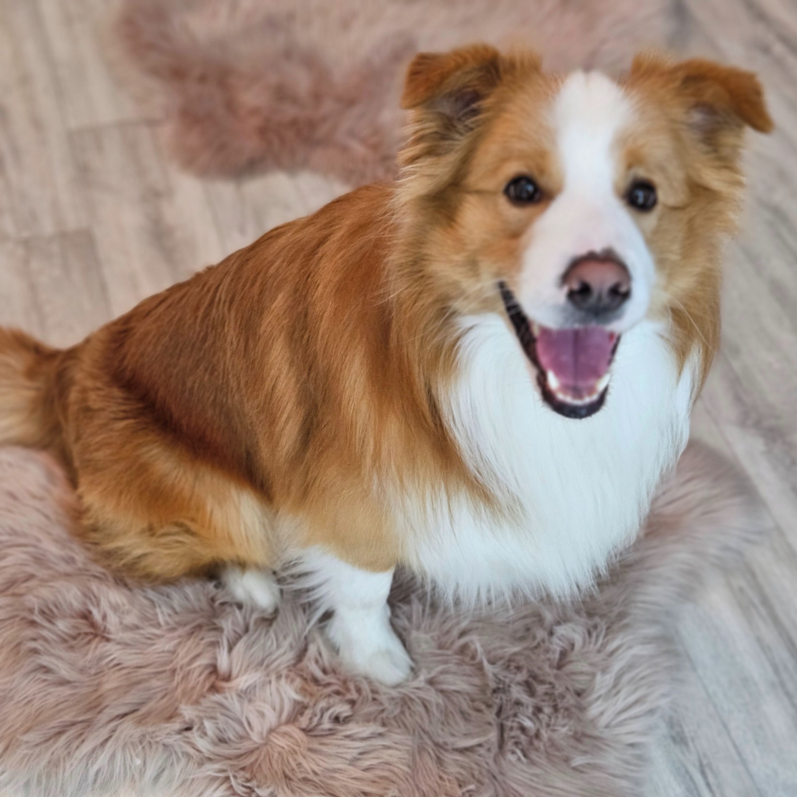 Soutěžní fotografie - Aki Active Hunter,  Border kolie