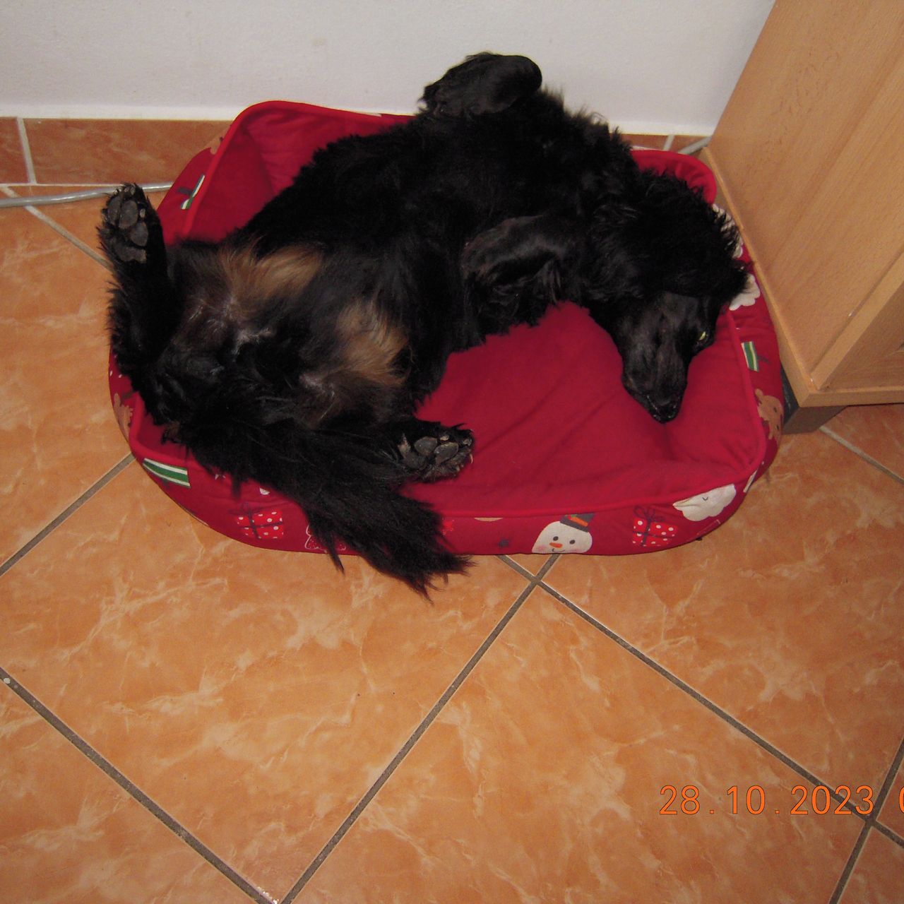 Soutěžní fotografie - Nody,  Jezevčík