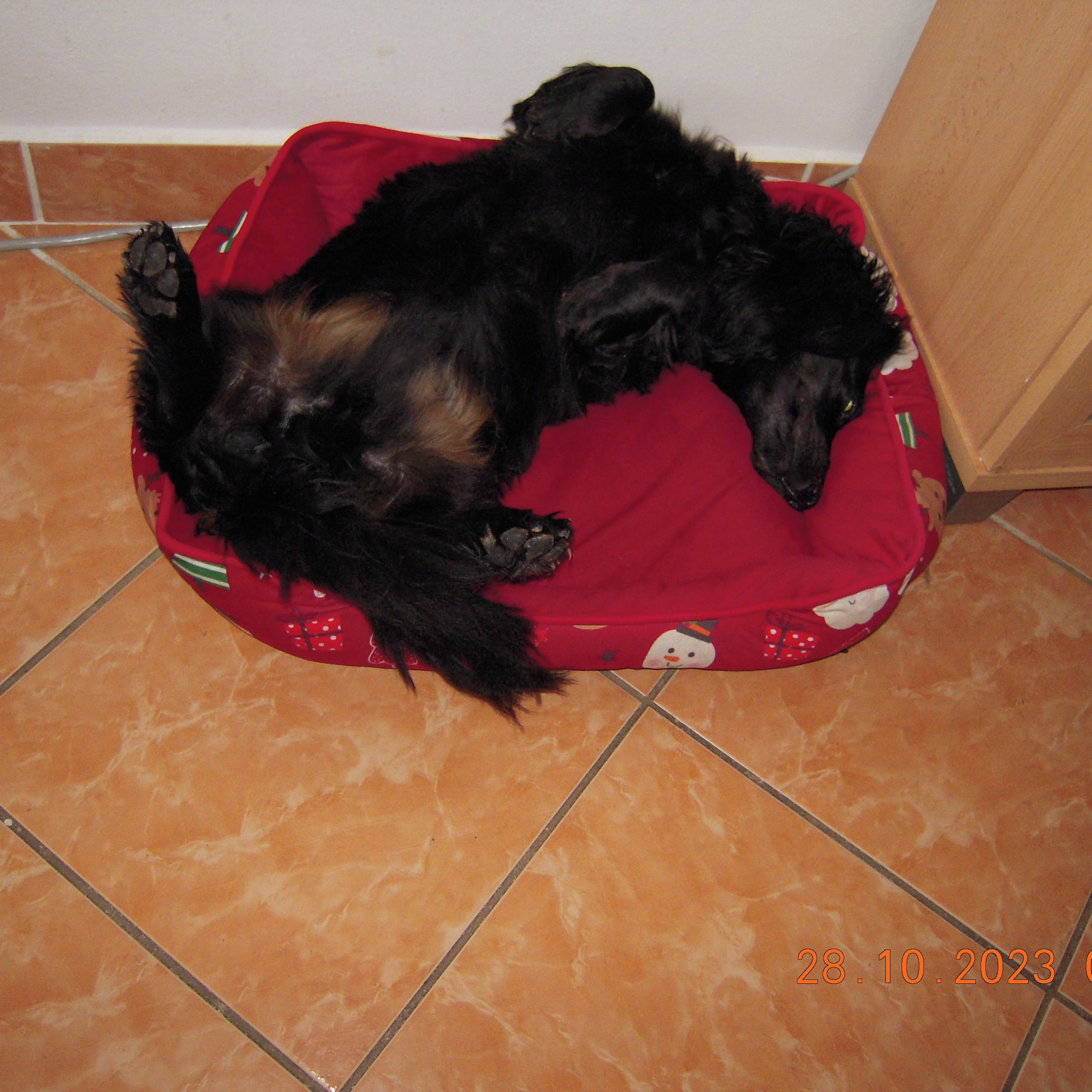 Soutěžní fotografie - Nody,  Jezevčík