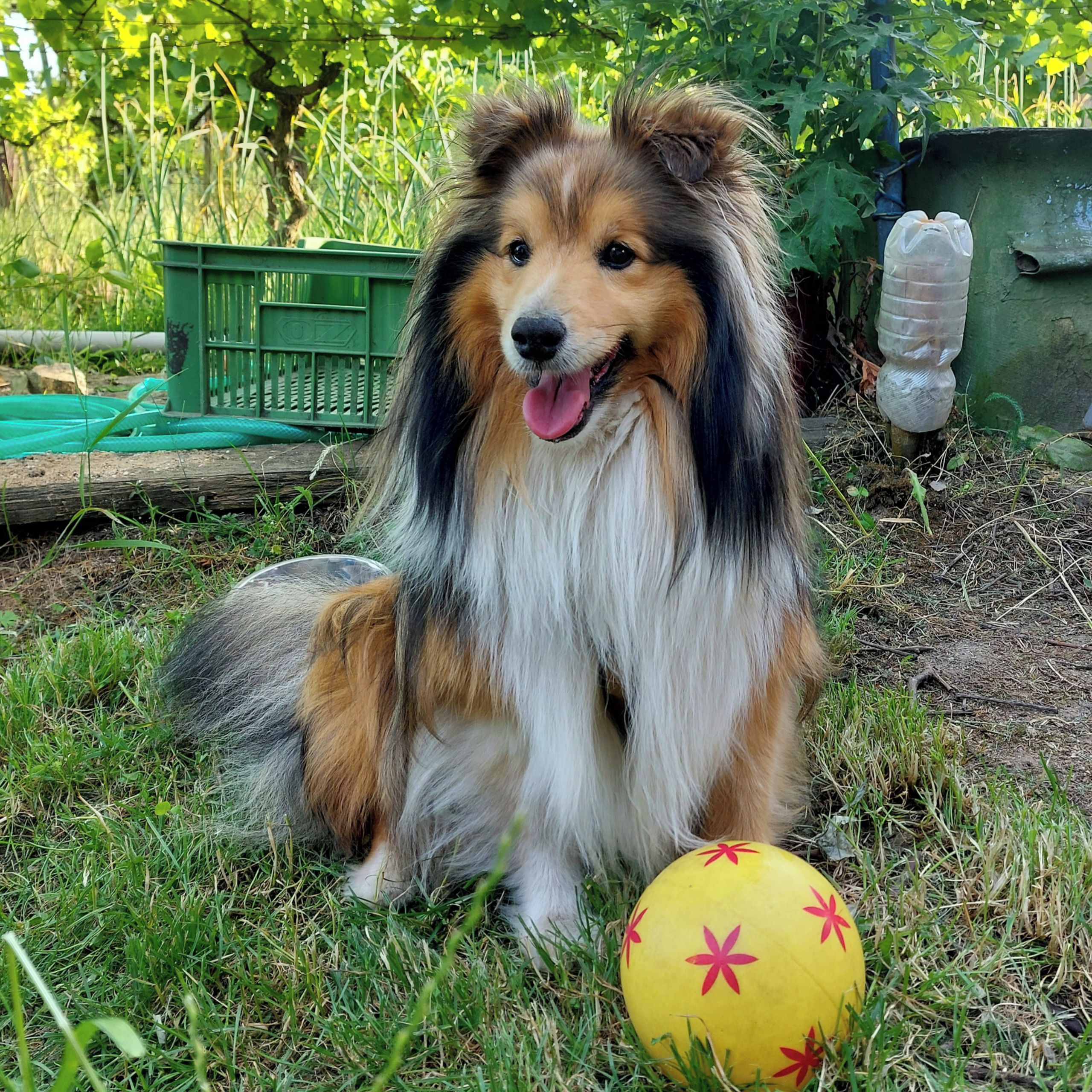 Soutěžní fotografie - Felix,  Sheltie