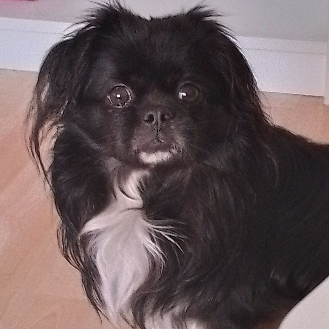 Soutěžní fotografie - Laky,  Tibetský španěl