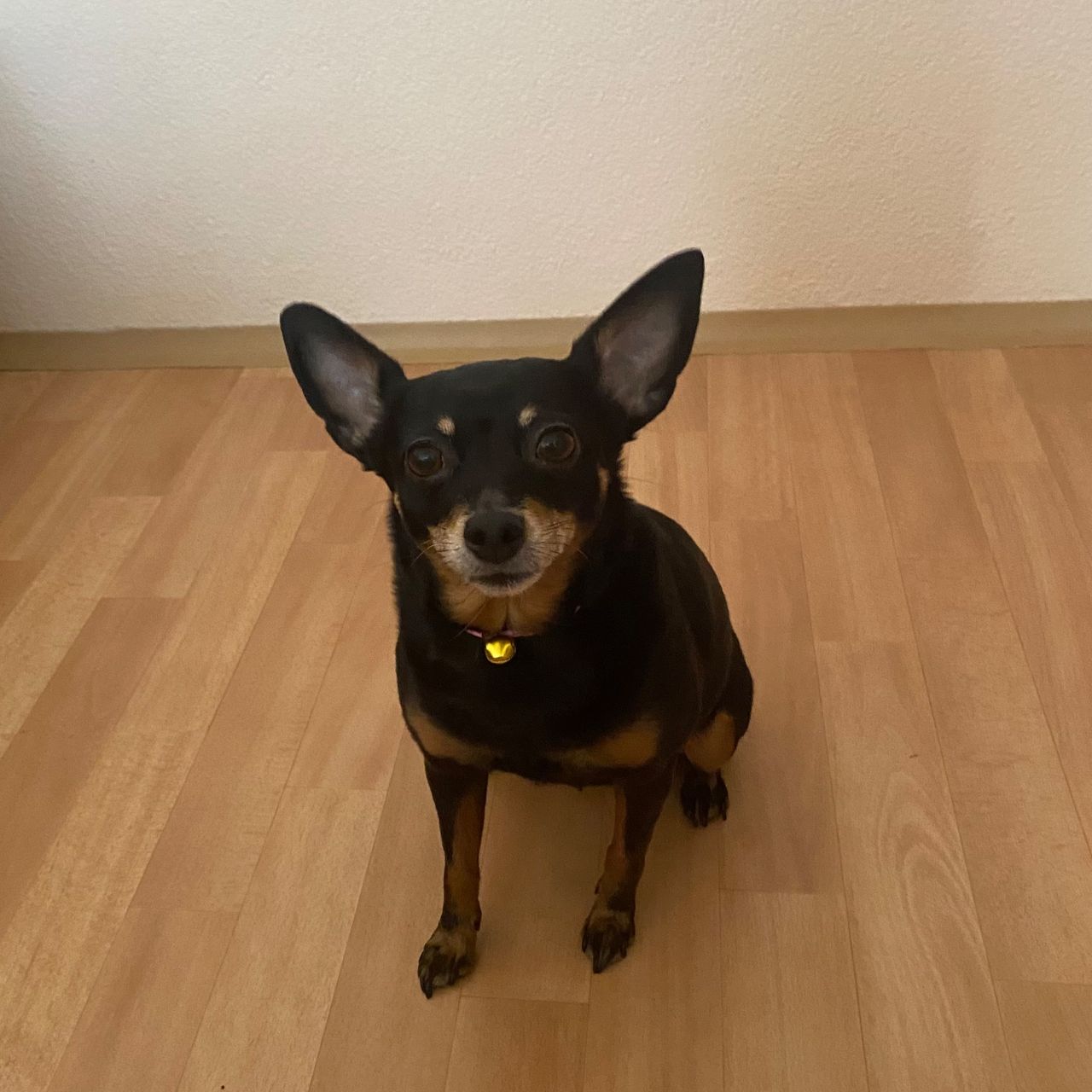 Soutěžní fotografie - Mia,  Pražský krysařík