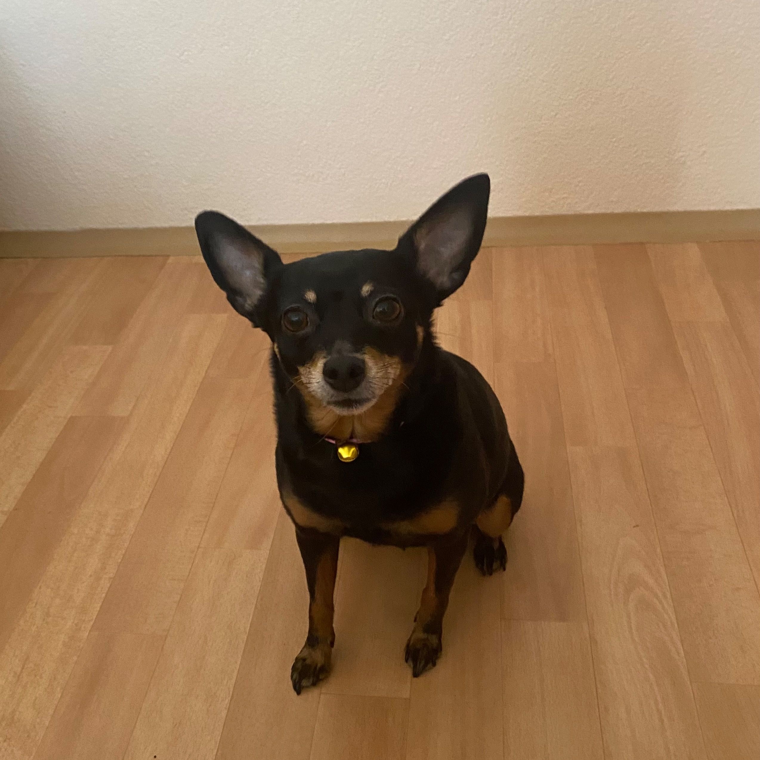 Soutěžní fotografie - Mia,  Pražský krysařík