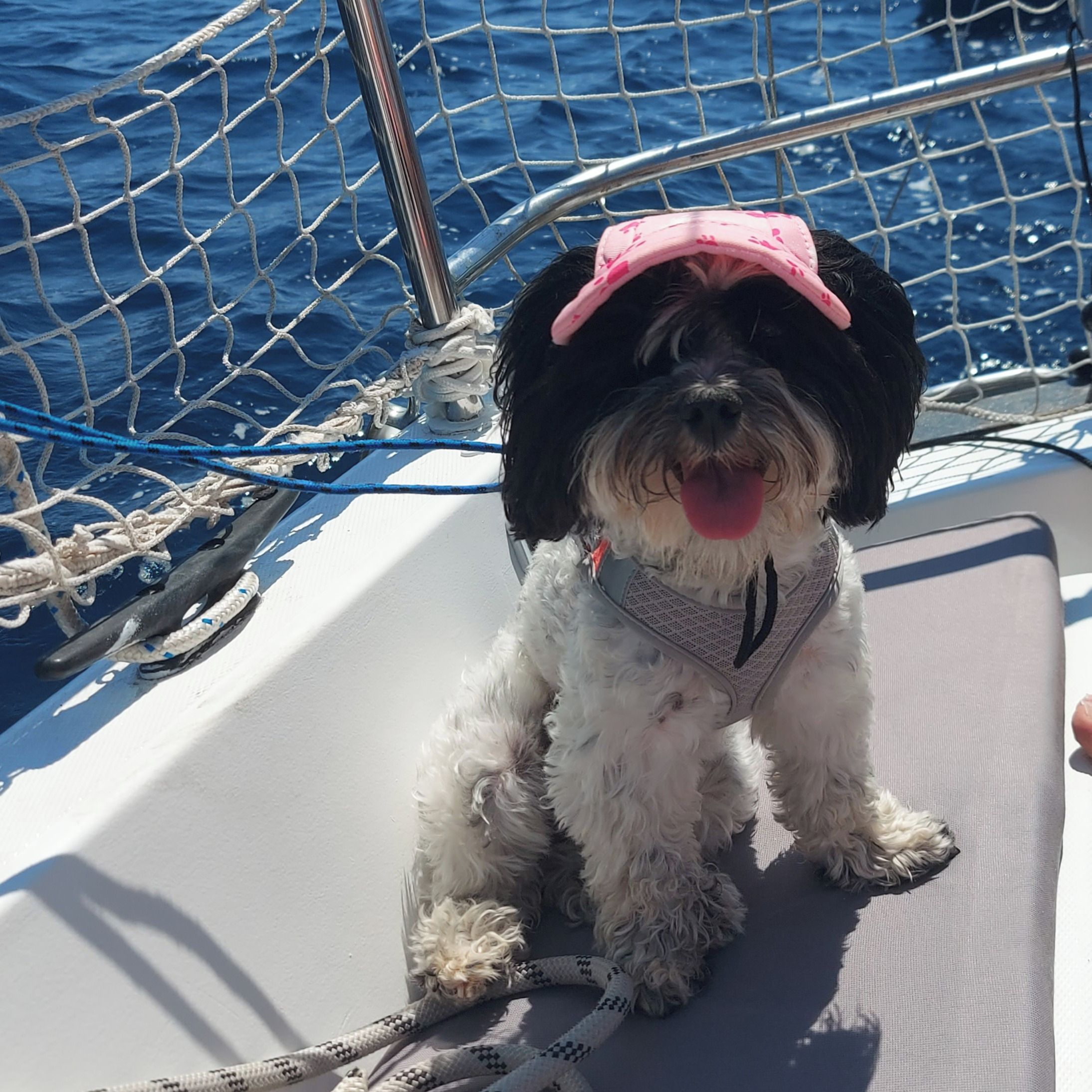 Soutěžní fotografie - Cindy,  Havanský psík