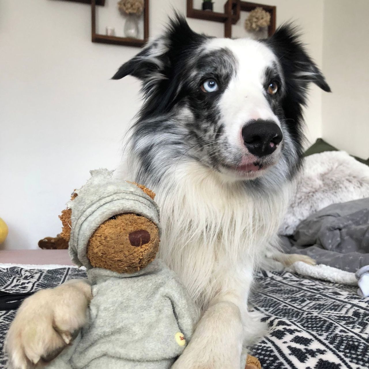 Soutěžní fotografie - Tymián,  Border kolie