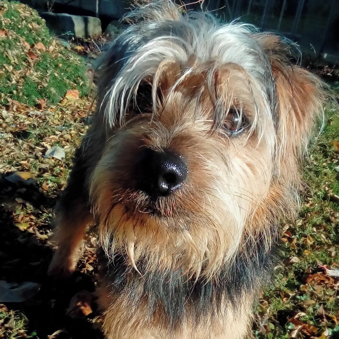 Soutěžní fotografie - Pucík štěstíčko,  Norfolk terier