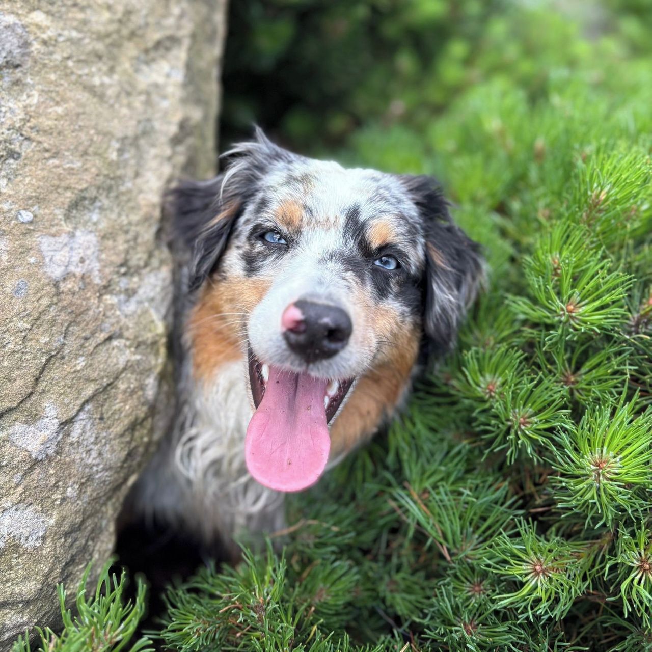 Soutěžní fotografie - Minnie,  Miniaturní americký ovčák