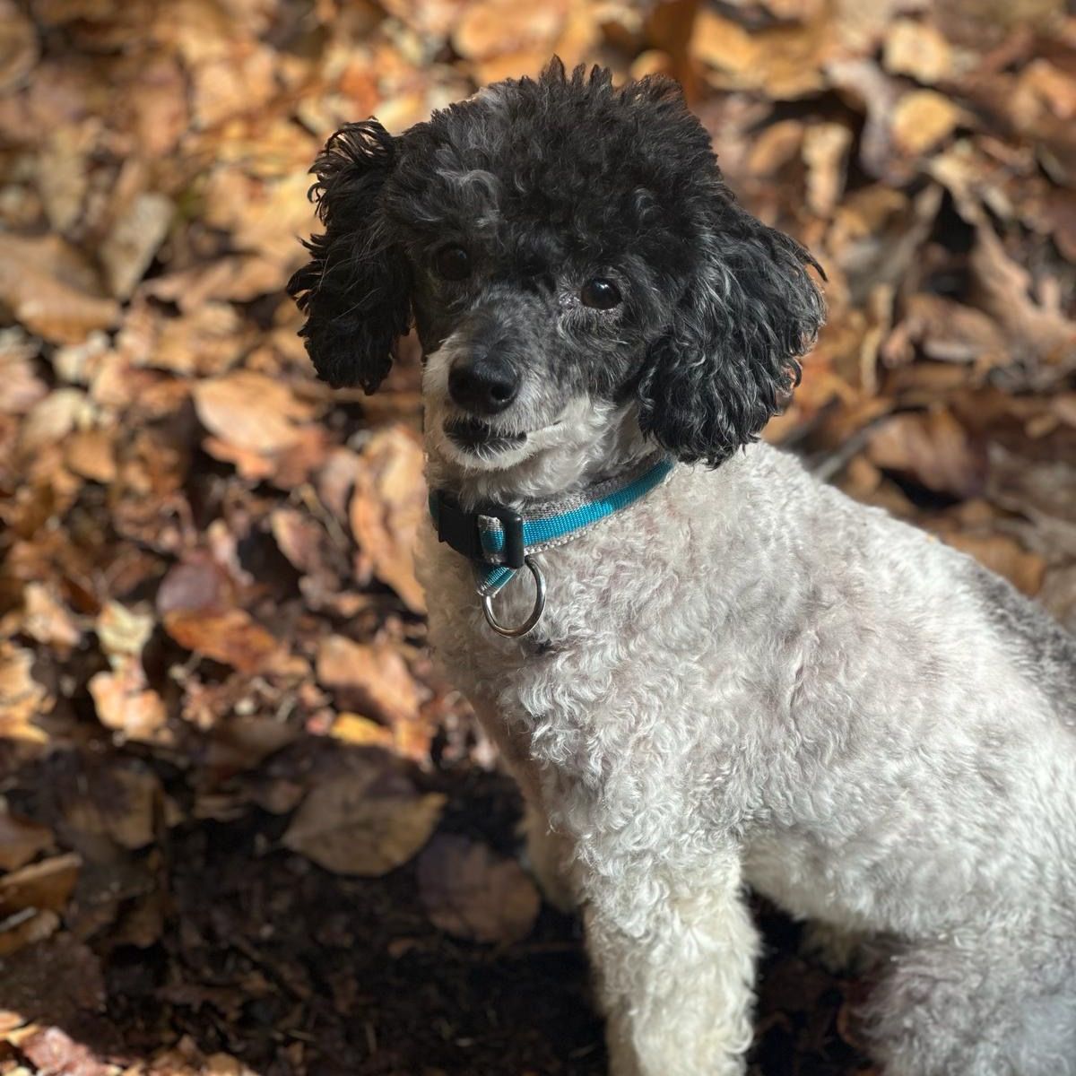 Soutěžní fotografie - Betty,  Pudl