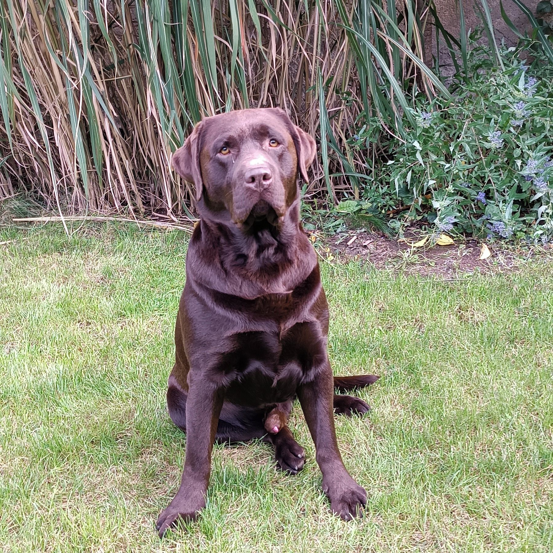 Soutěžní fotografie - Edánek,  Labradorský retriever