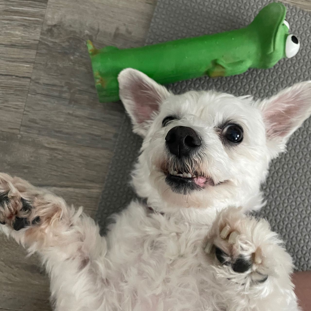 Soutěžní fotografie - Chanel,  Maltézský psík