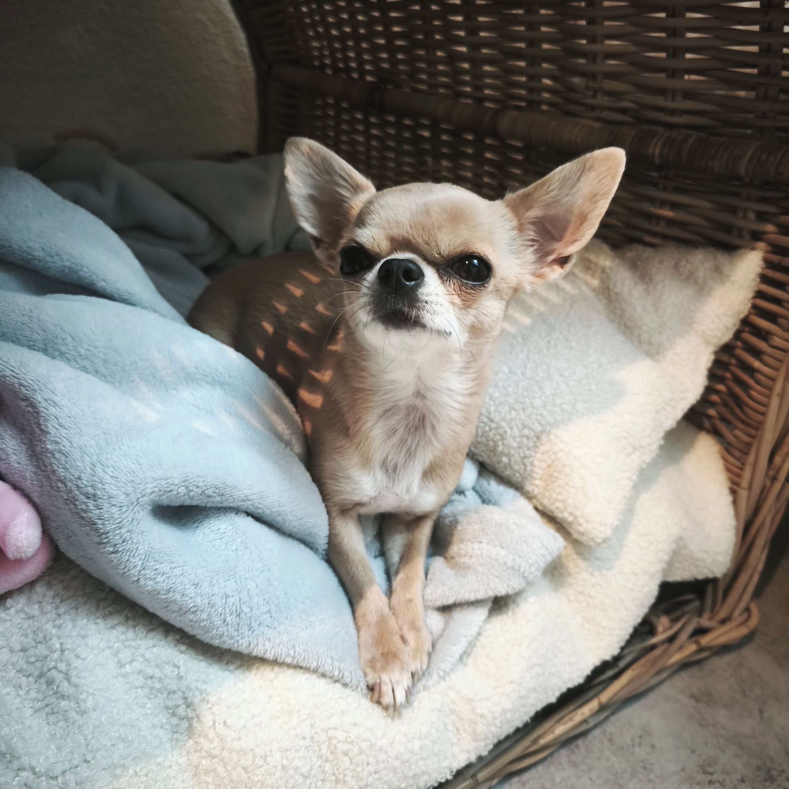 Soutěžní fotografie - Amynka,  Čivava