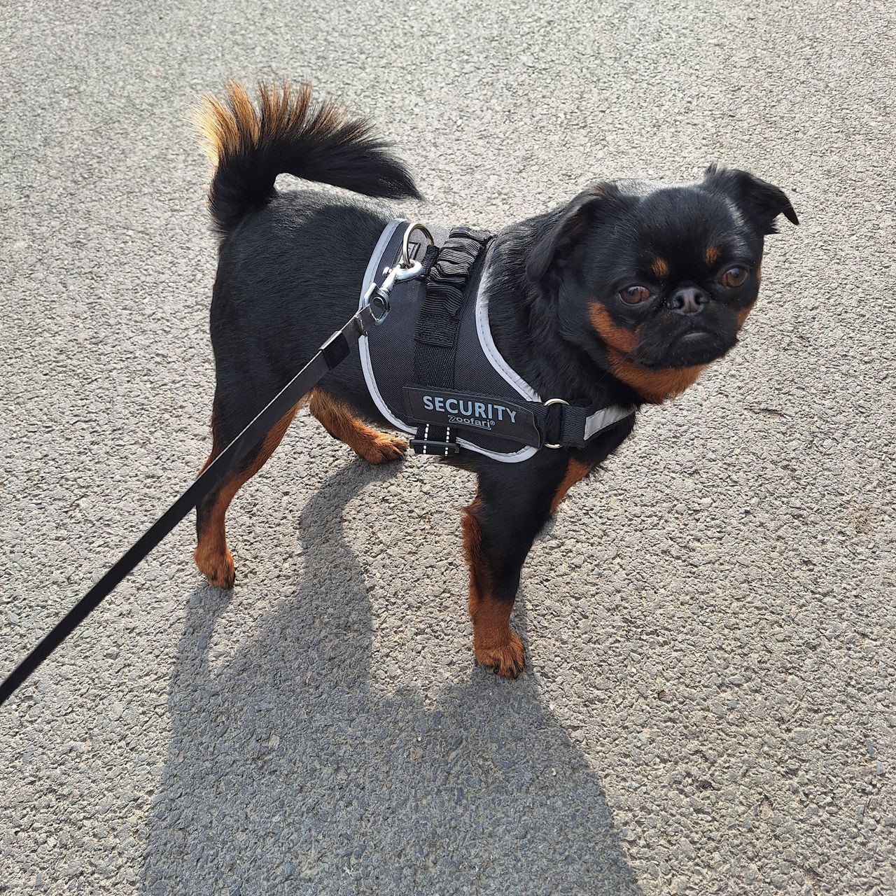 Soutěžní fotografie - Tuc,  Brabantík Petit