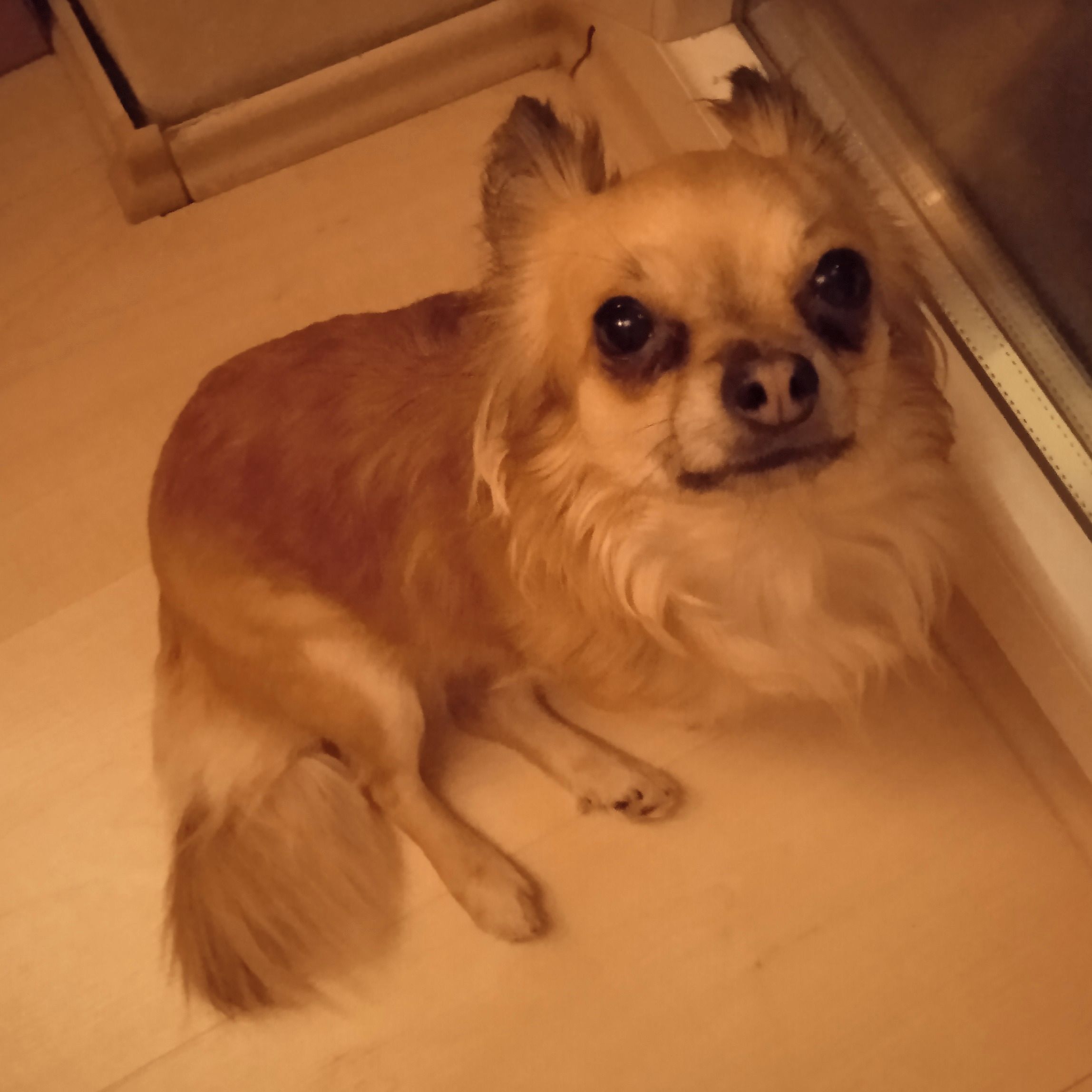 Soutěžní fotografie - Lucy,  Čivava