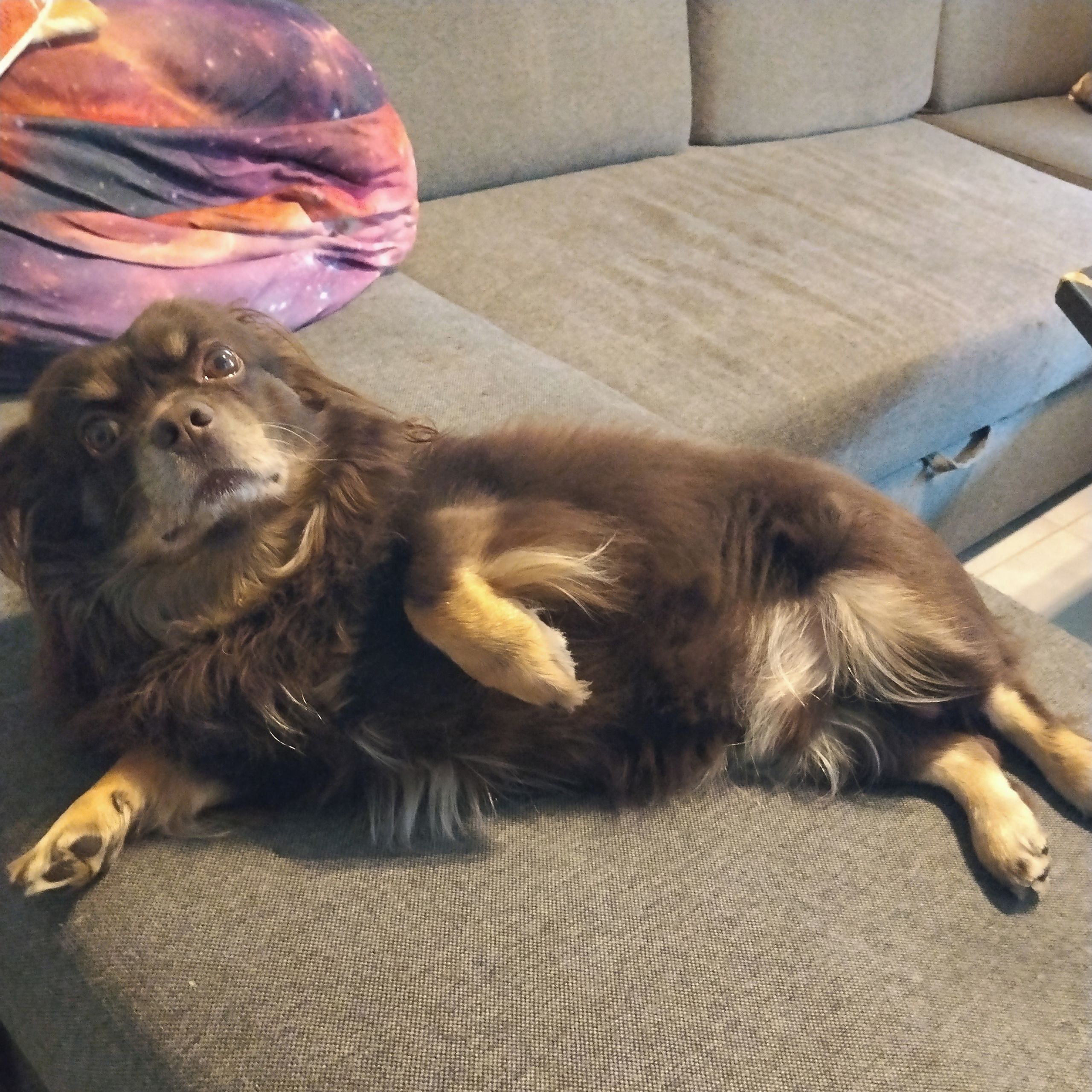 Soutěžní fotografie - Filípek,  Čivava dlouhosrstá