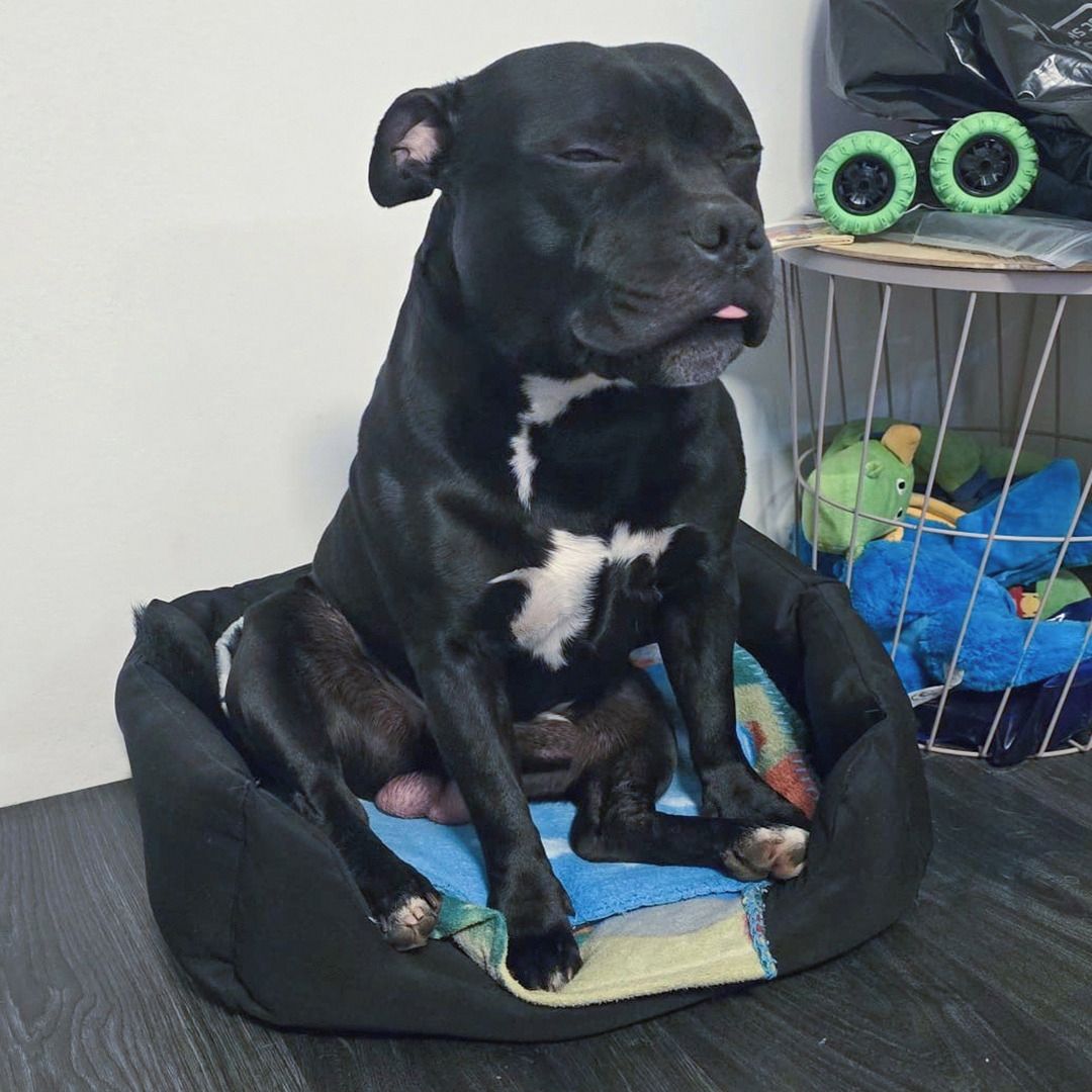 Soutěžní fotografie - Obsi,  Stafordšírský bullterier