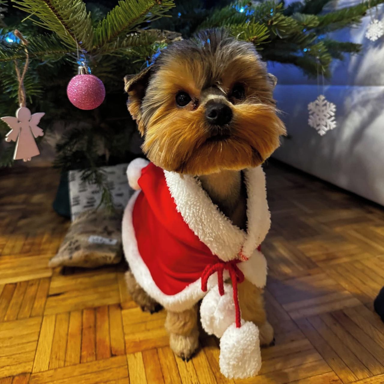 Soutěžní fotografie - Victoria,  Yorkšírský terier