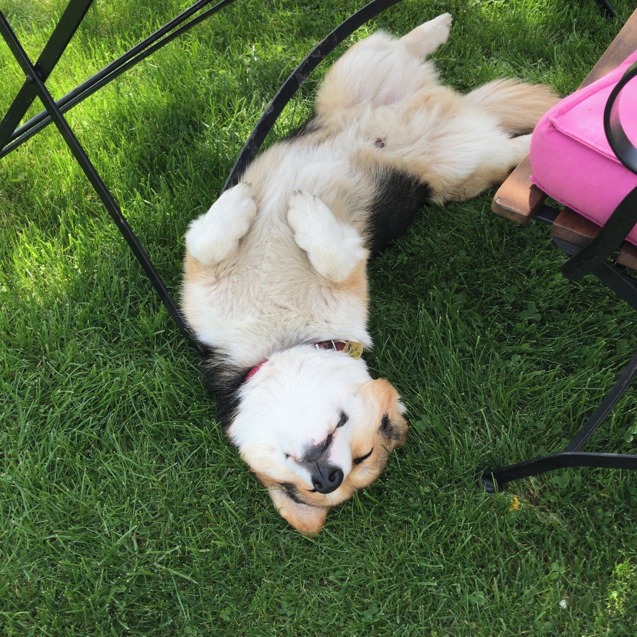 Soutěžní fotografie - Čenda,  Welsh Corgi Cardigan