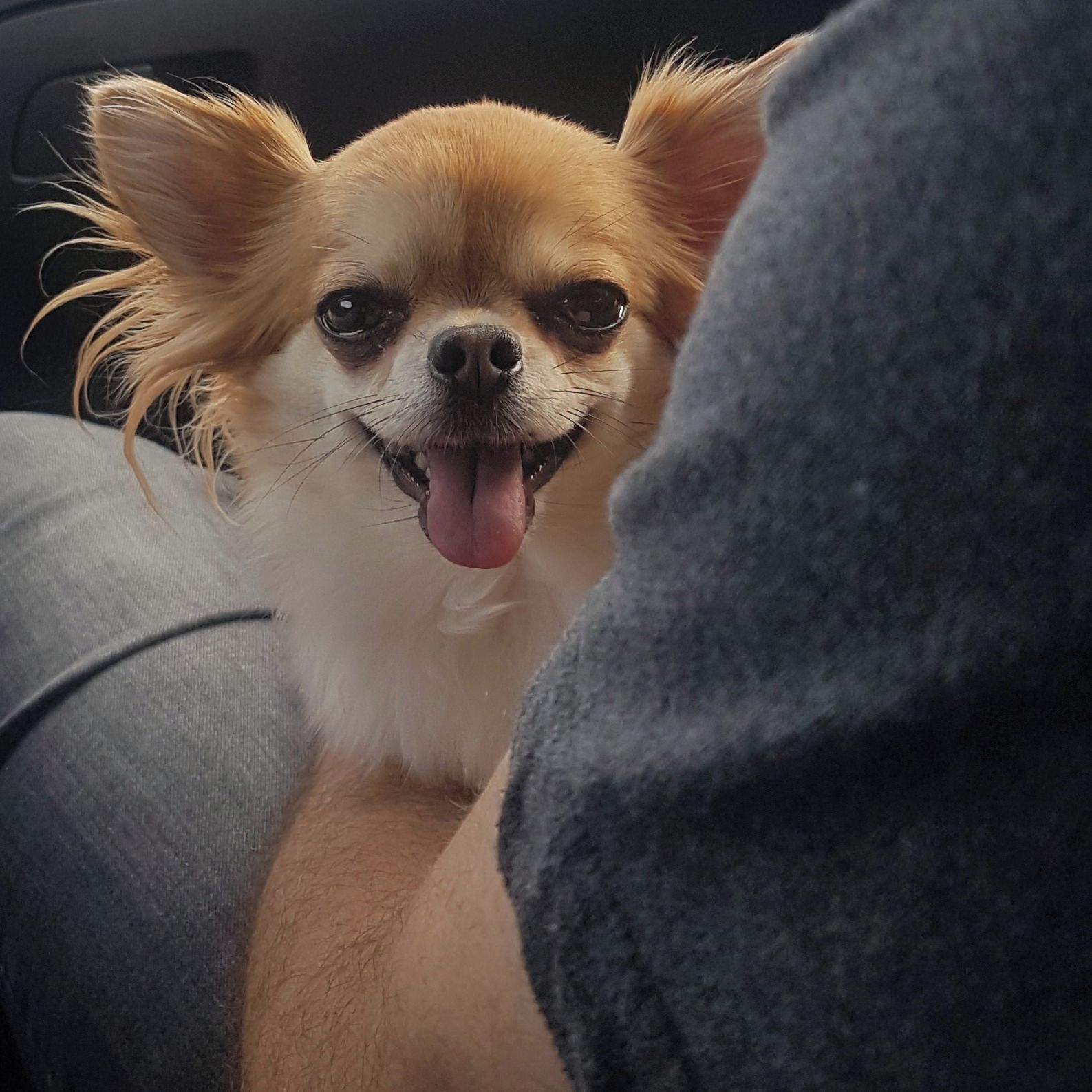 Soutěžní fotografie - Chilli,  Čivava