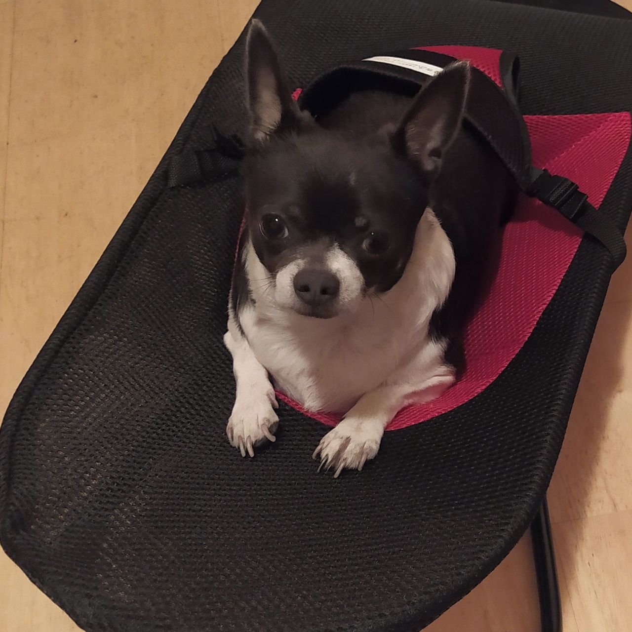 Soutěžní fotografie - Punťo,  Čivava krátkosrstá