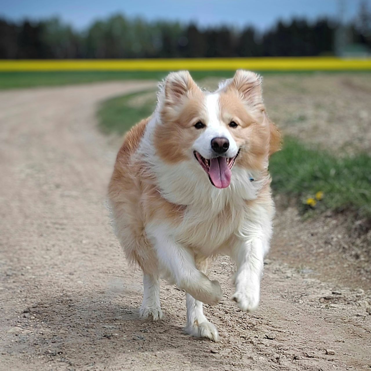 Soutěžní fotografie - Maxík,  Border kolie