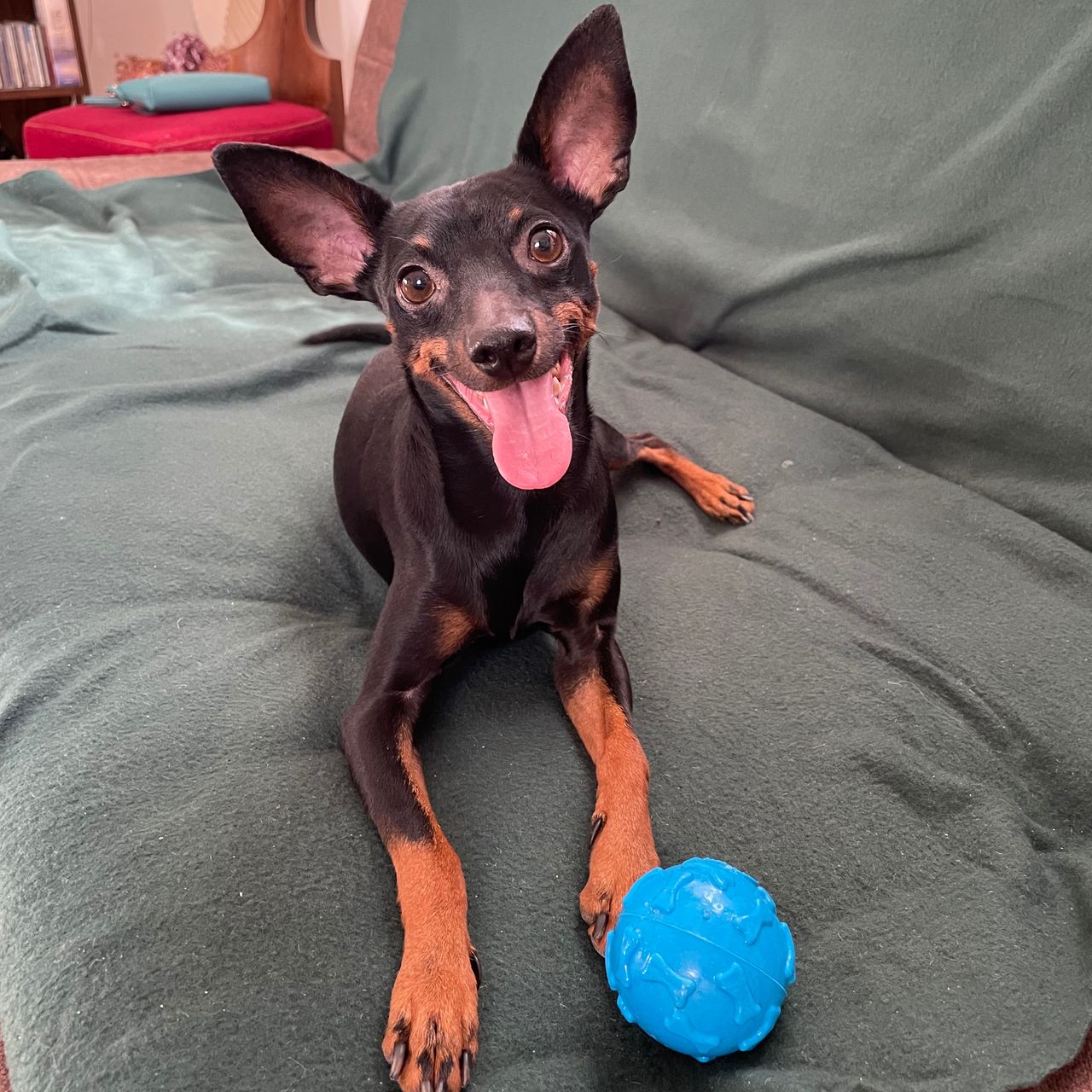 Soutěžní fotografie - Maxie,  Německý pinč