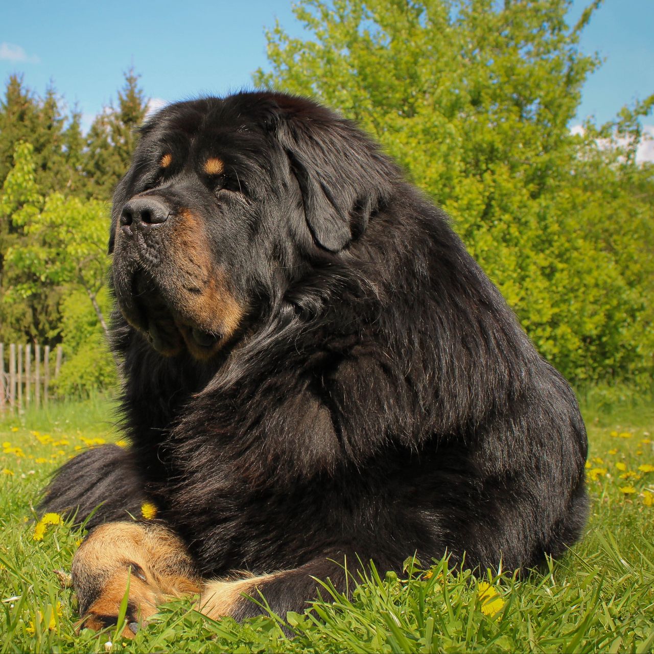 Soutěžní fotografie - Cekir,  Tibetská doga