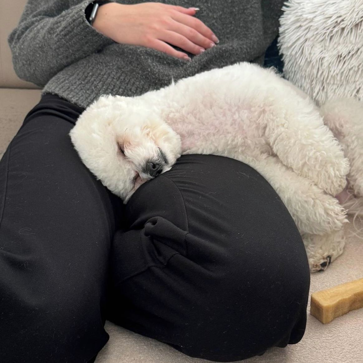 Soutěžní fotografie - Lily,  Bišonek