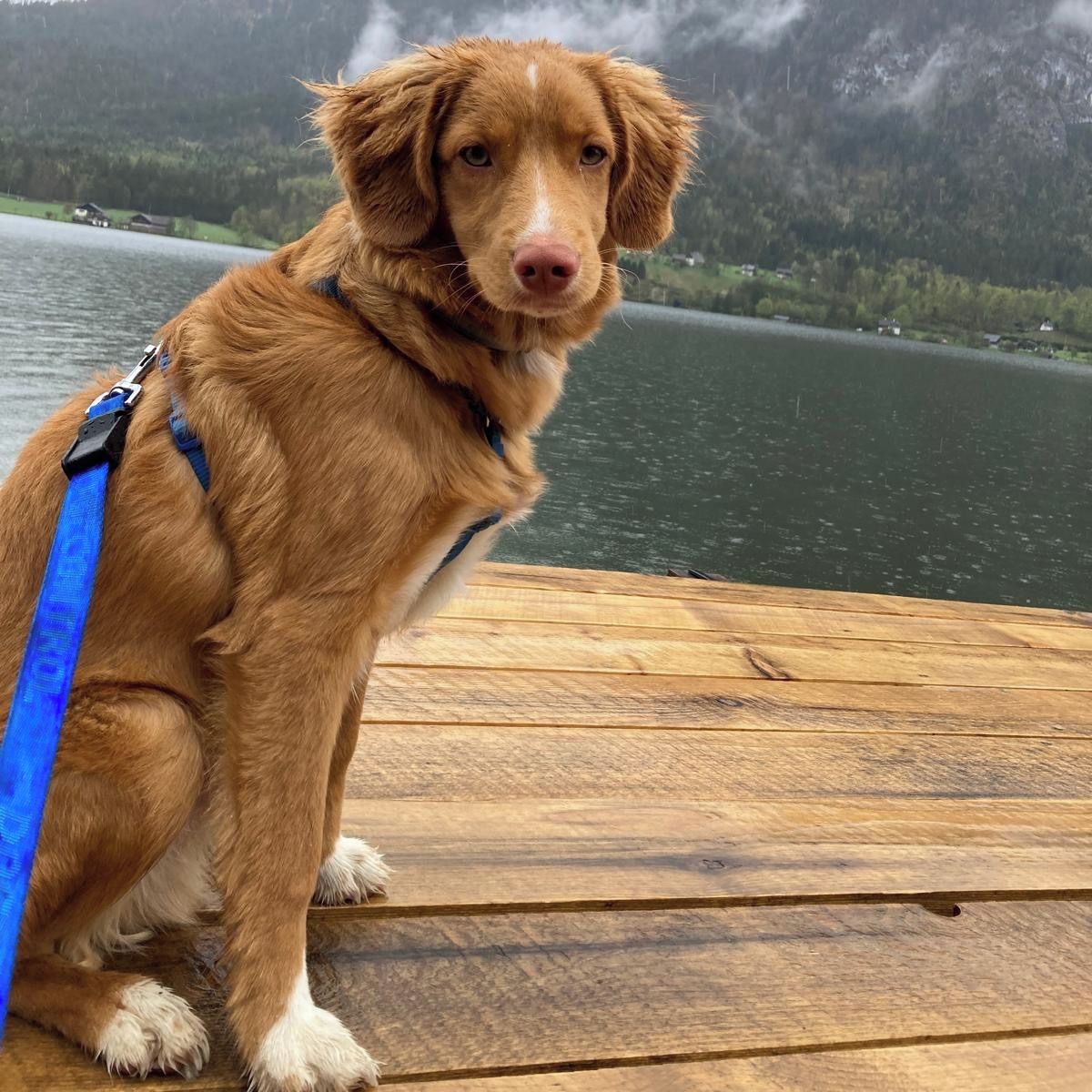 Soutěžní fotografie - Dante,  Nova Scotia Duck Tolling Retriever