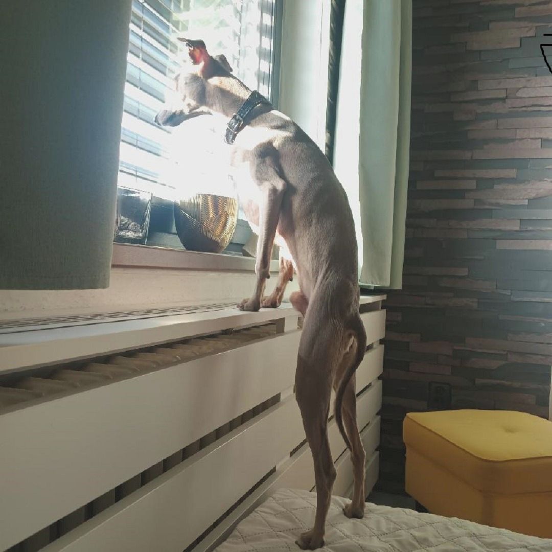 Soutěžní fotografie - ODON,  Italský chrtík