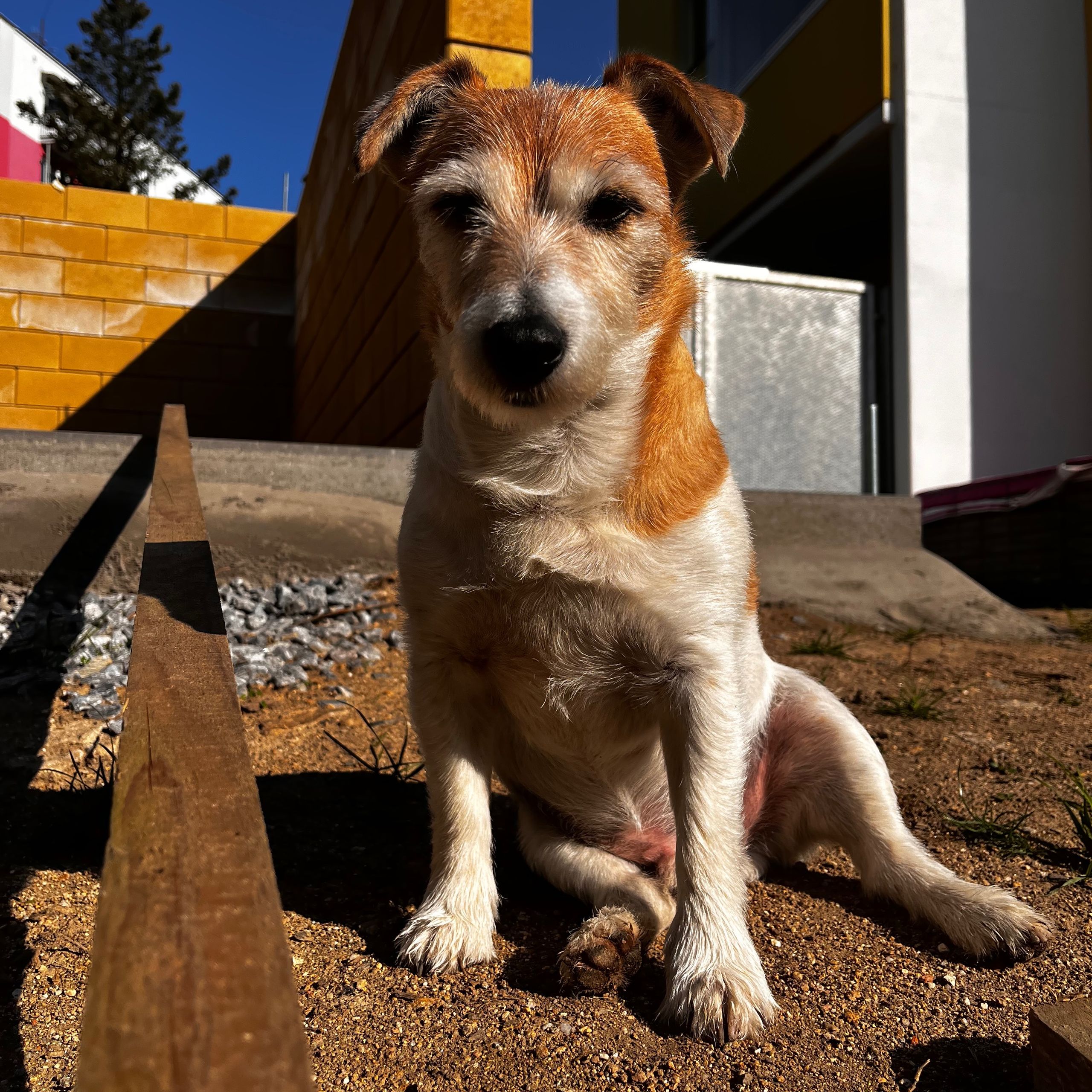 Soutěžní fotografie - Barney,  Jack Russell Teriér