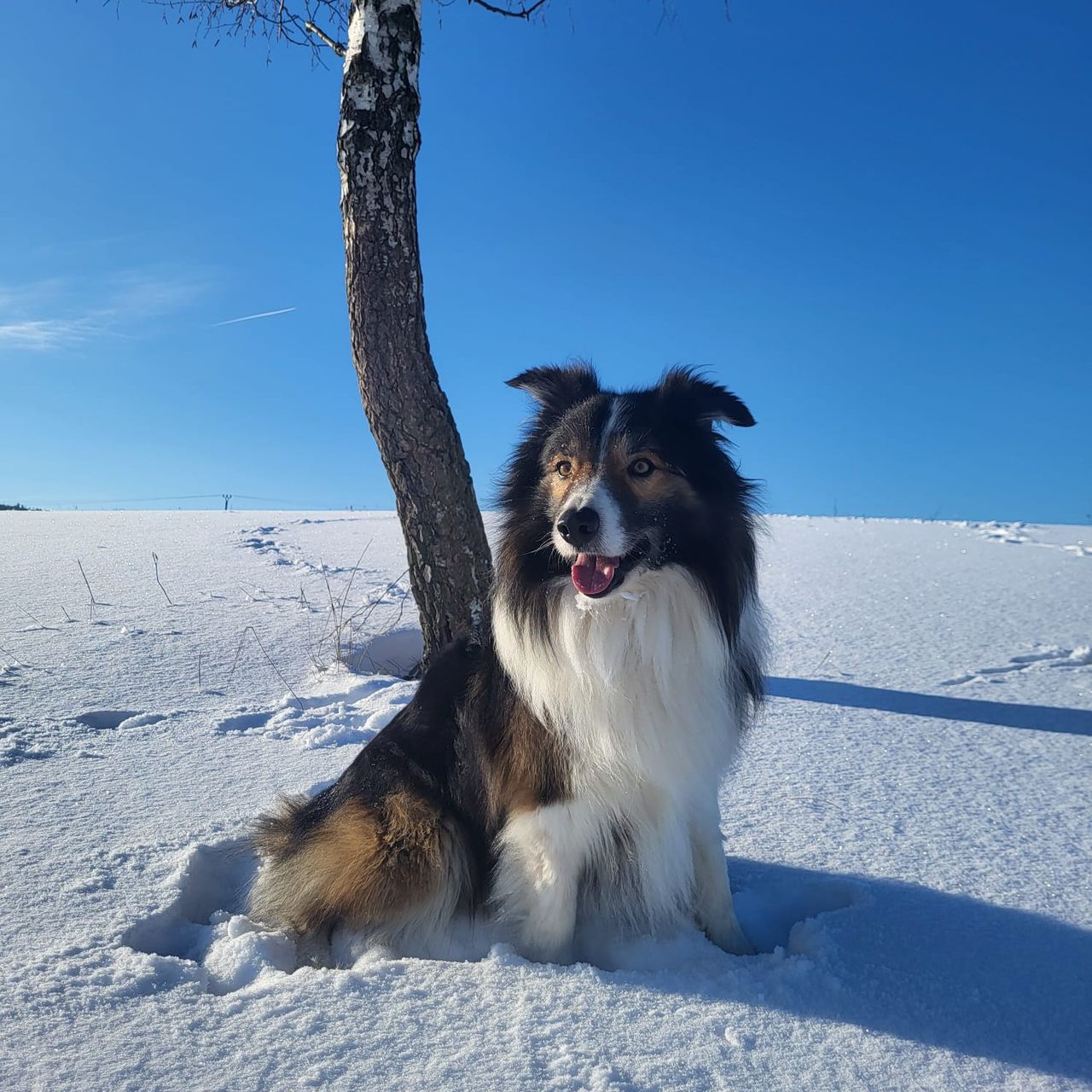Soutěžní fotografie - Brady,  Border kolie