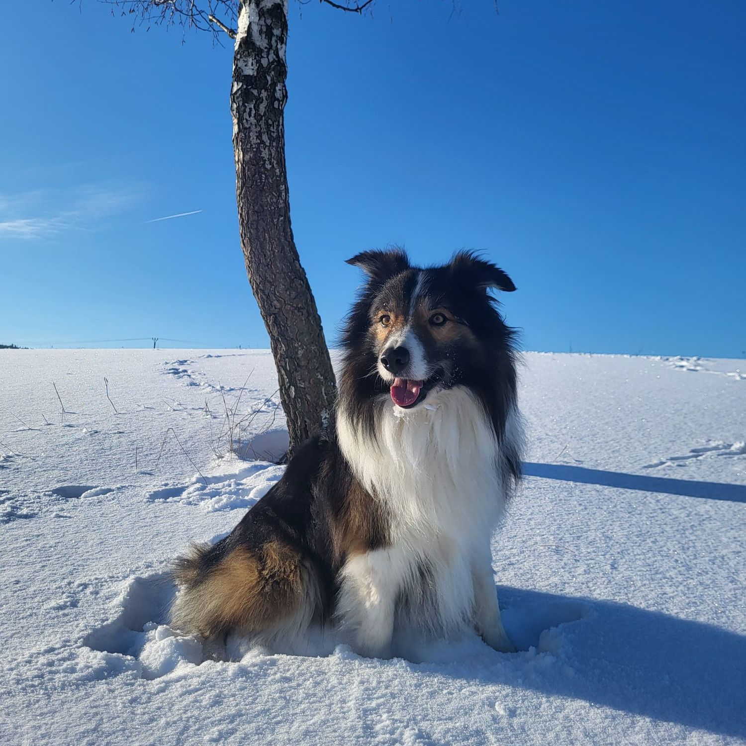 Soutěžní fotografie - Brady,  Border kolie