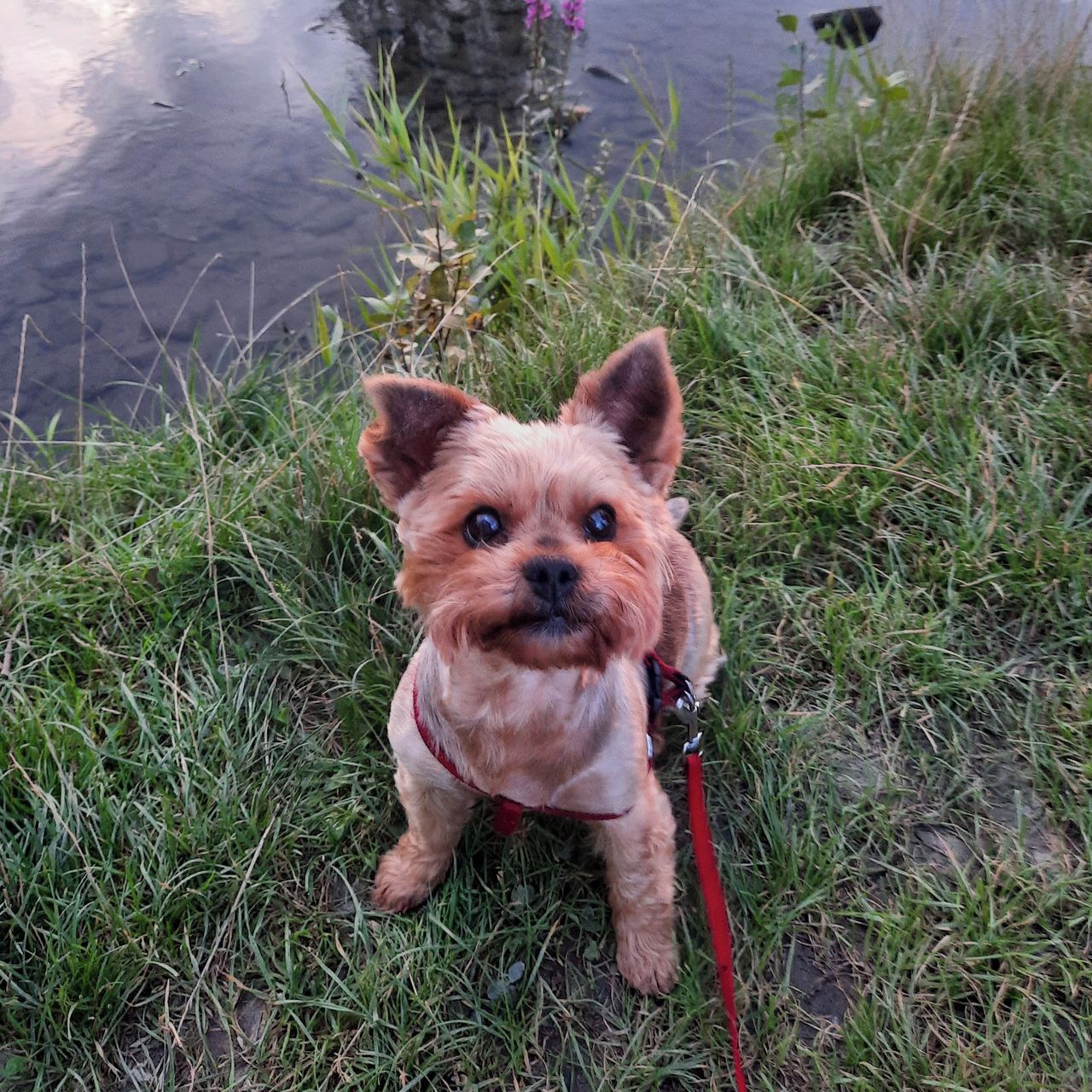 Soutěžní fotografie - Sofi,  Yorkšírský terier