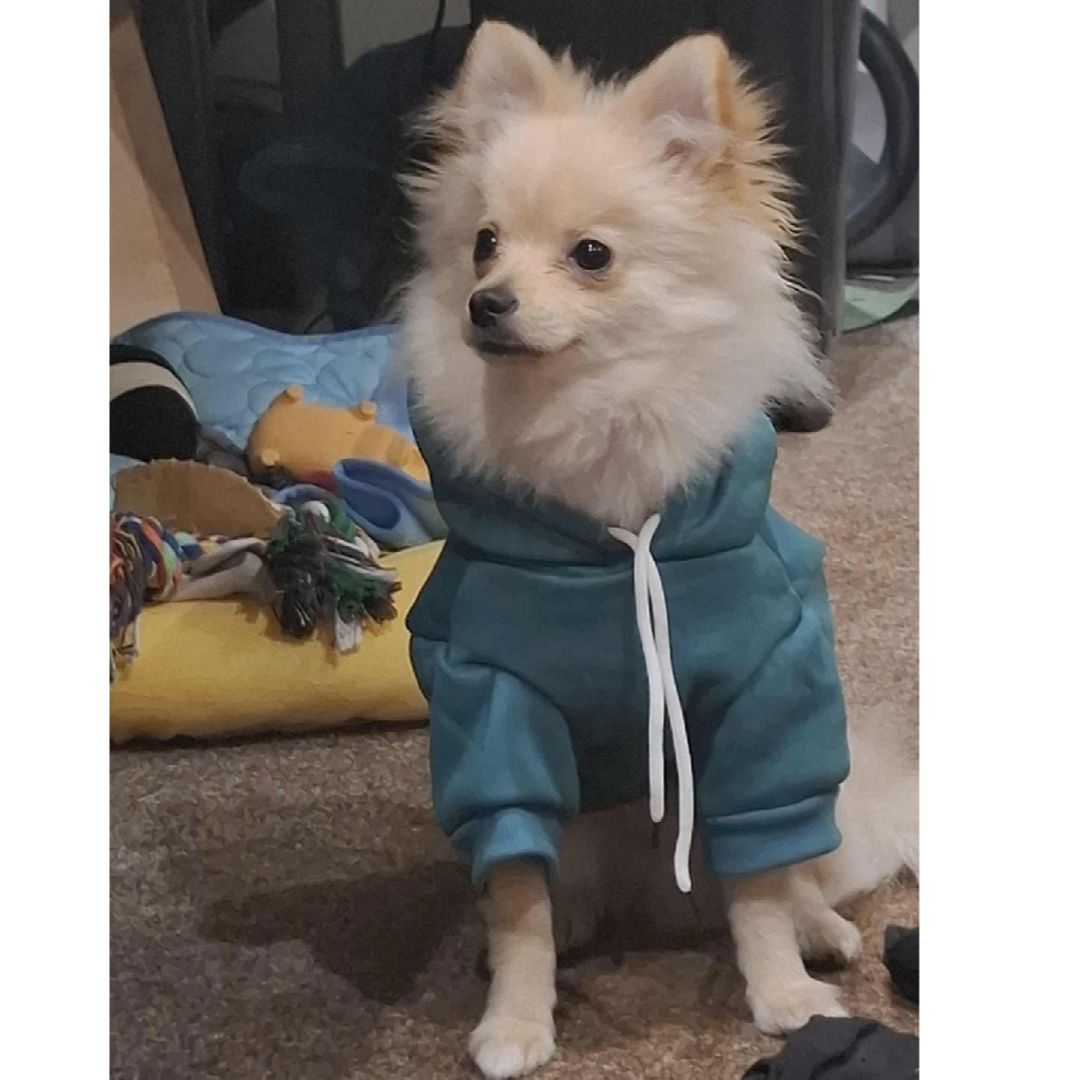 Soutěžní fotografie - Ňak,  Německý špic malý