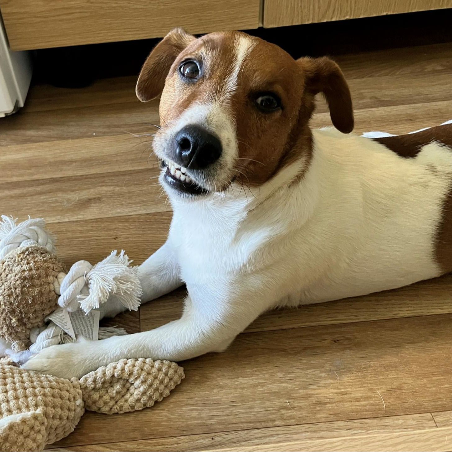 Soutěžní fotografie - Buddy,  Jack Russell Teriér