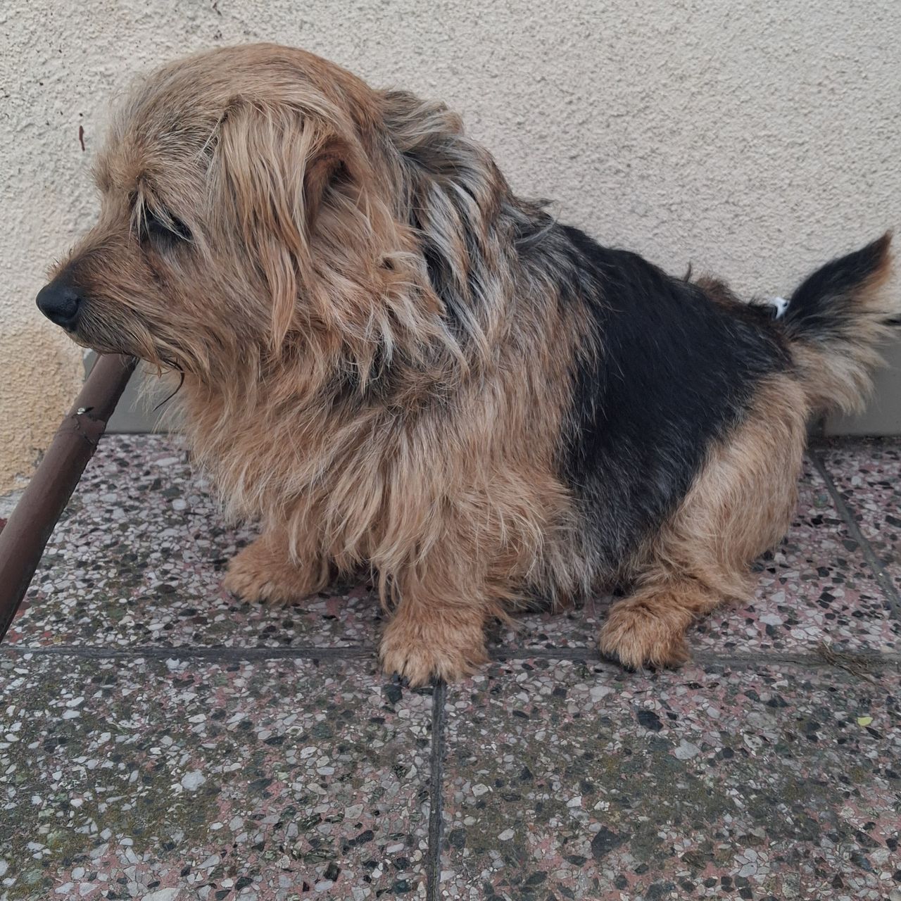 Soutěžní fotografie - Benik,  Norfolk terier