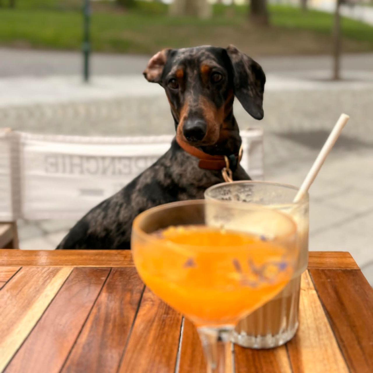 Soutěžní fotografie - Láďa,  Jezevčík