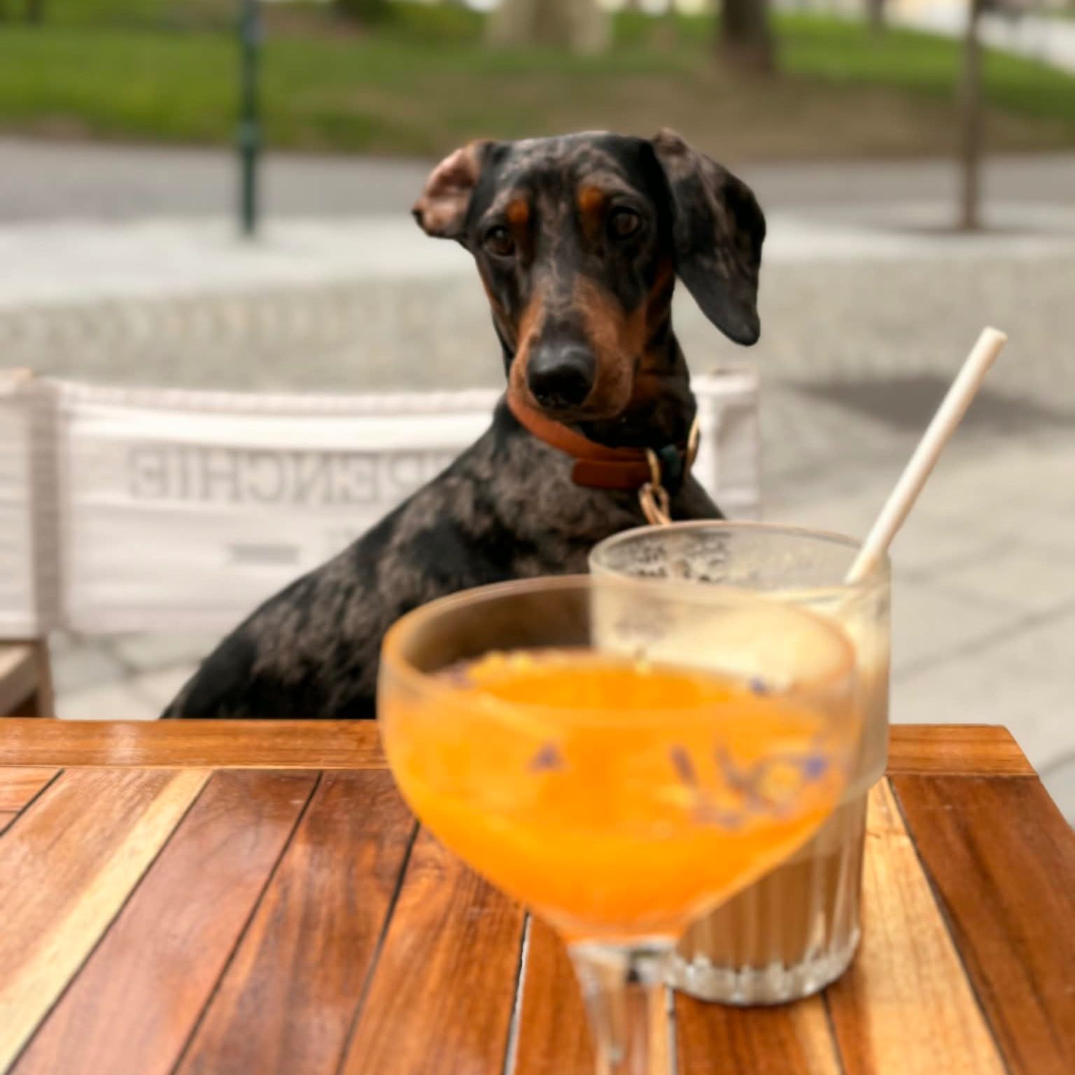 Soutěžní fotografie - Láďa,  Jezevčík