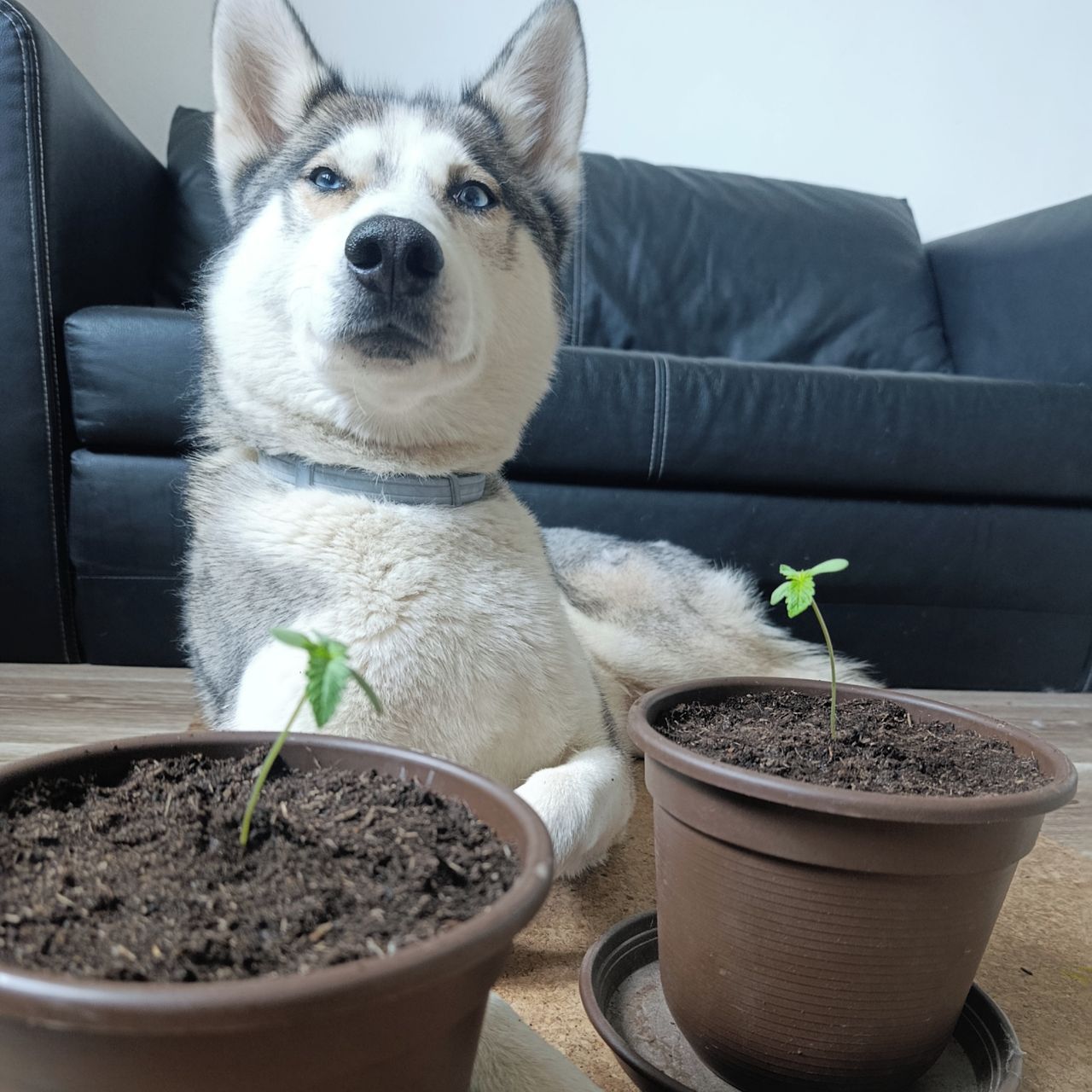 Soutěžní fotografie - Josef,  Sibiřský husky