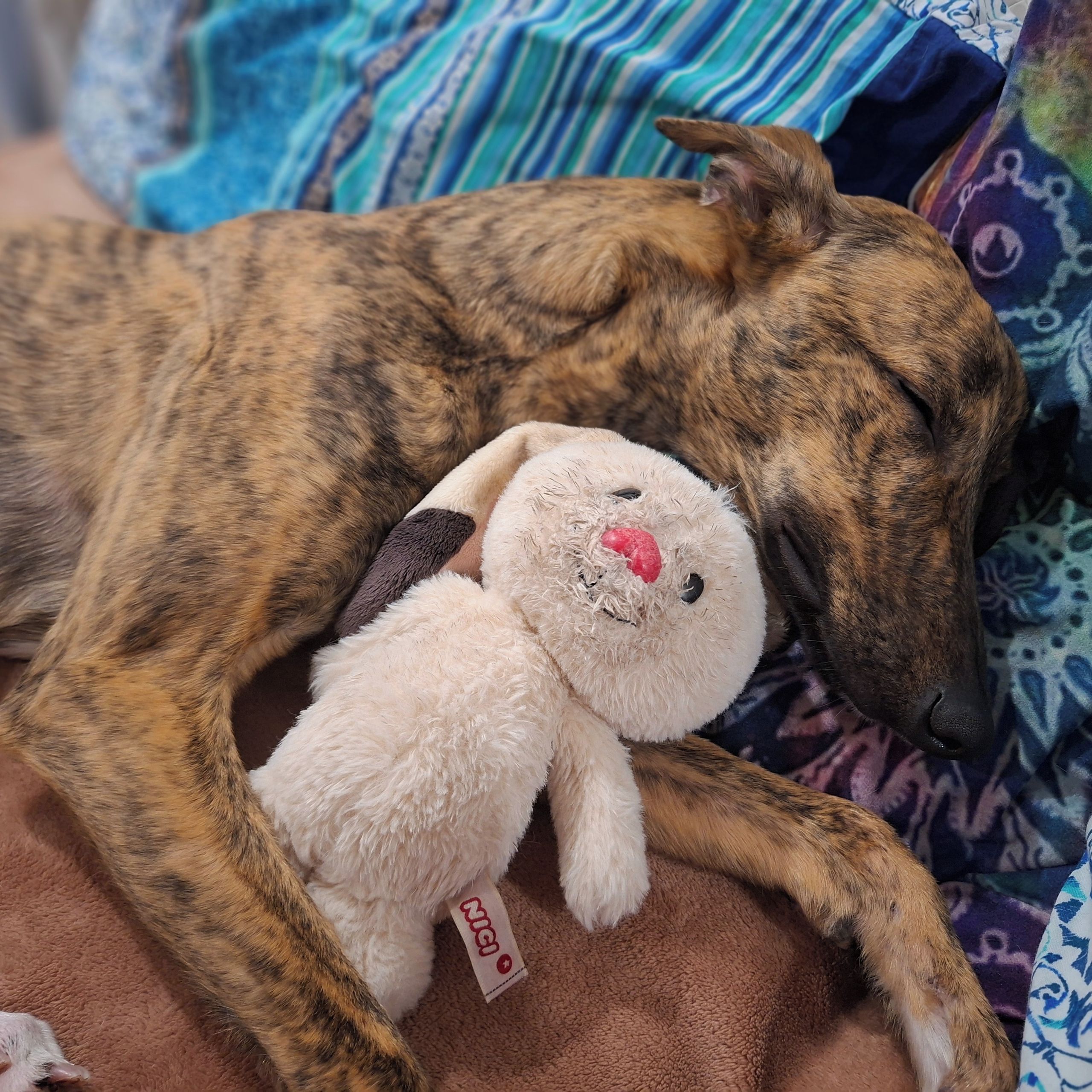 Soutěžní fotografie - Zeus,  Whippet