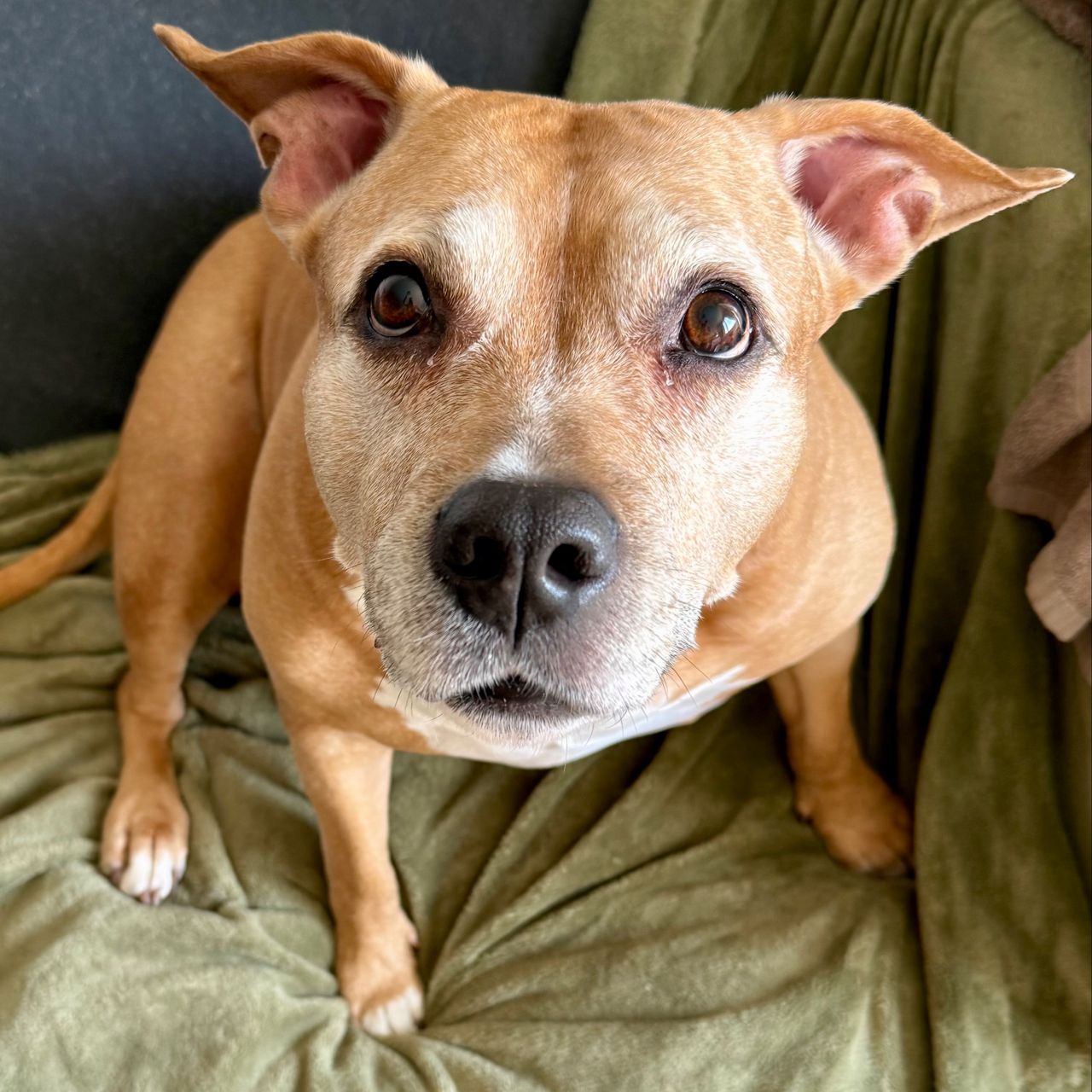 Soutěžní fotografie - Bailey,  Americký stafordširský terier