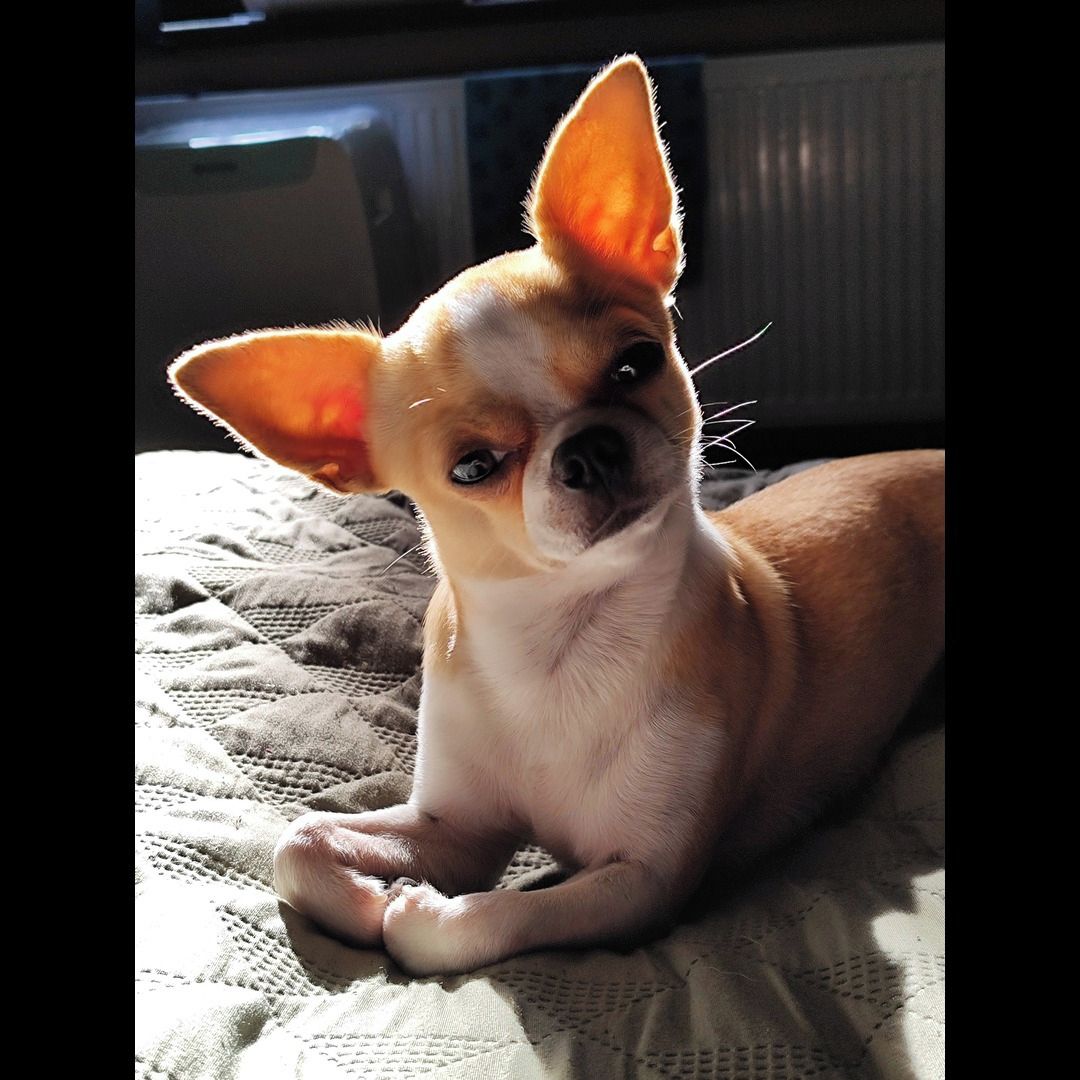 Soutěžní fotografie - Kofík,  Čivava krátkosrstá