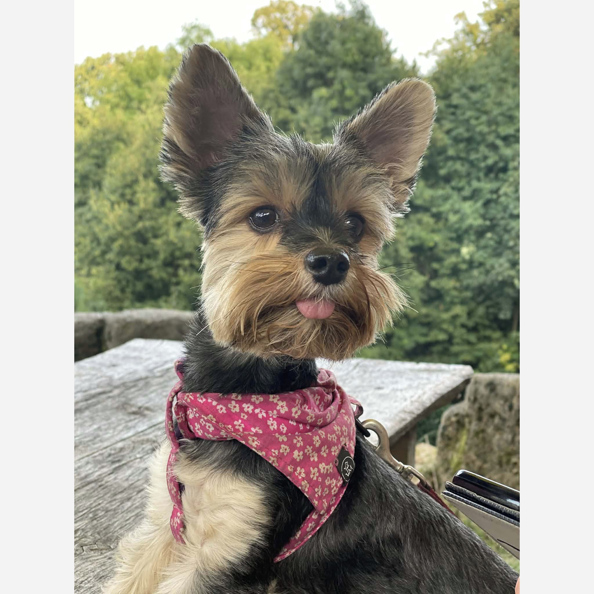 Soutěžní fotografie - Kiki,  Yorkšírský terier