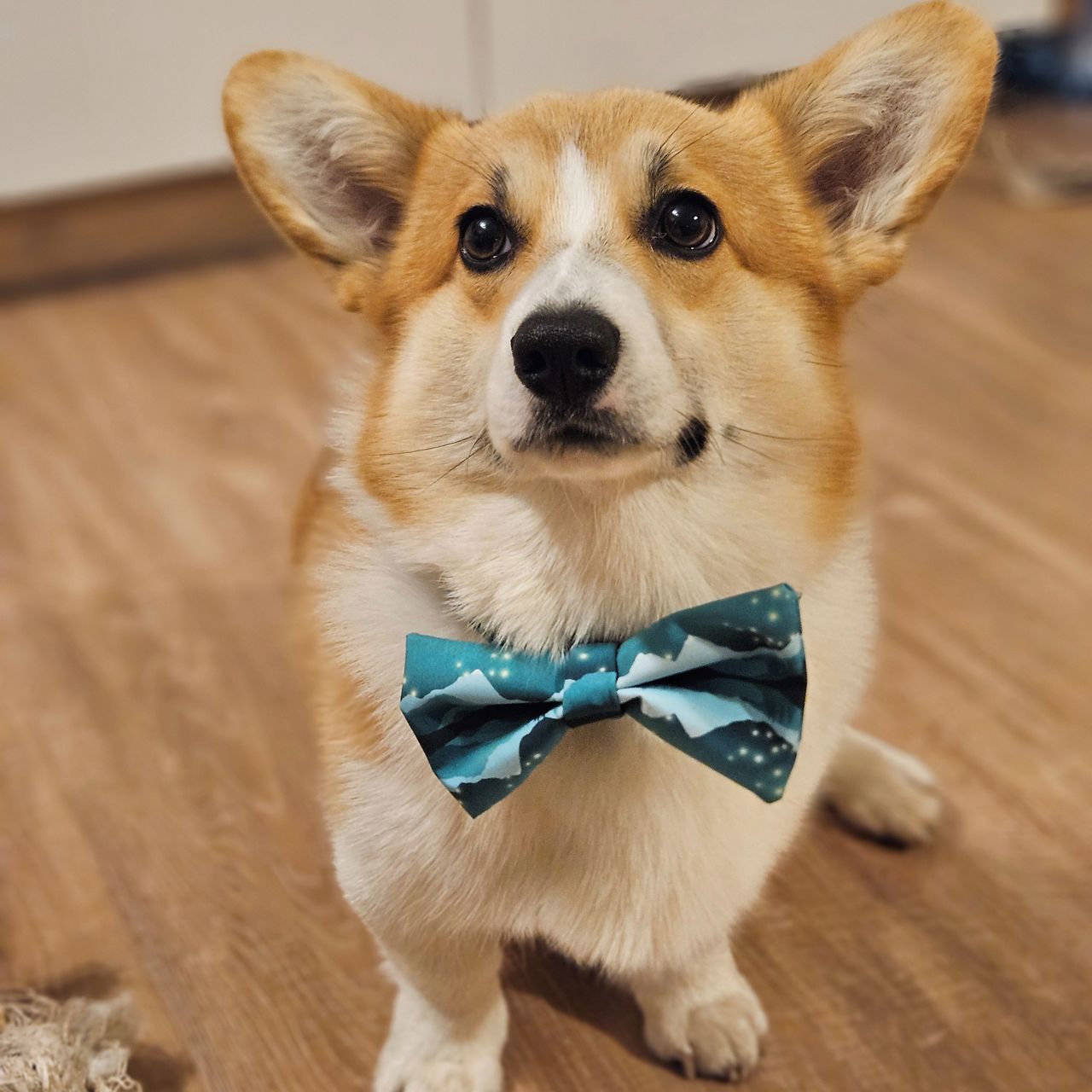 Soutěžní fotografie - Floki,  Welsh Corgi Pembroke