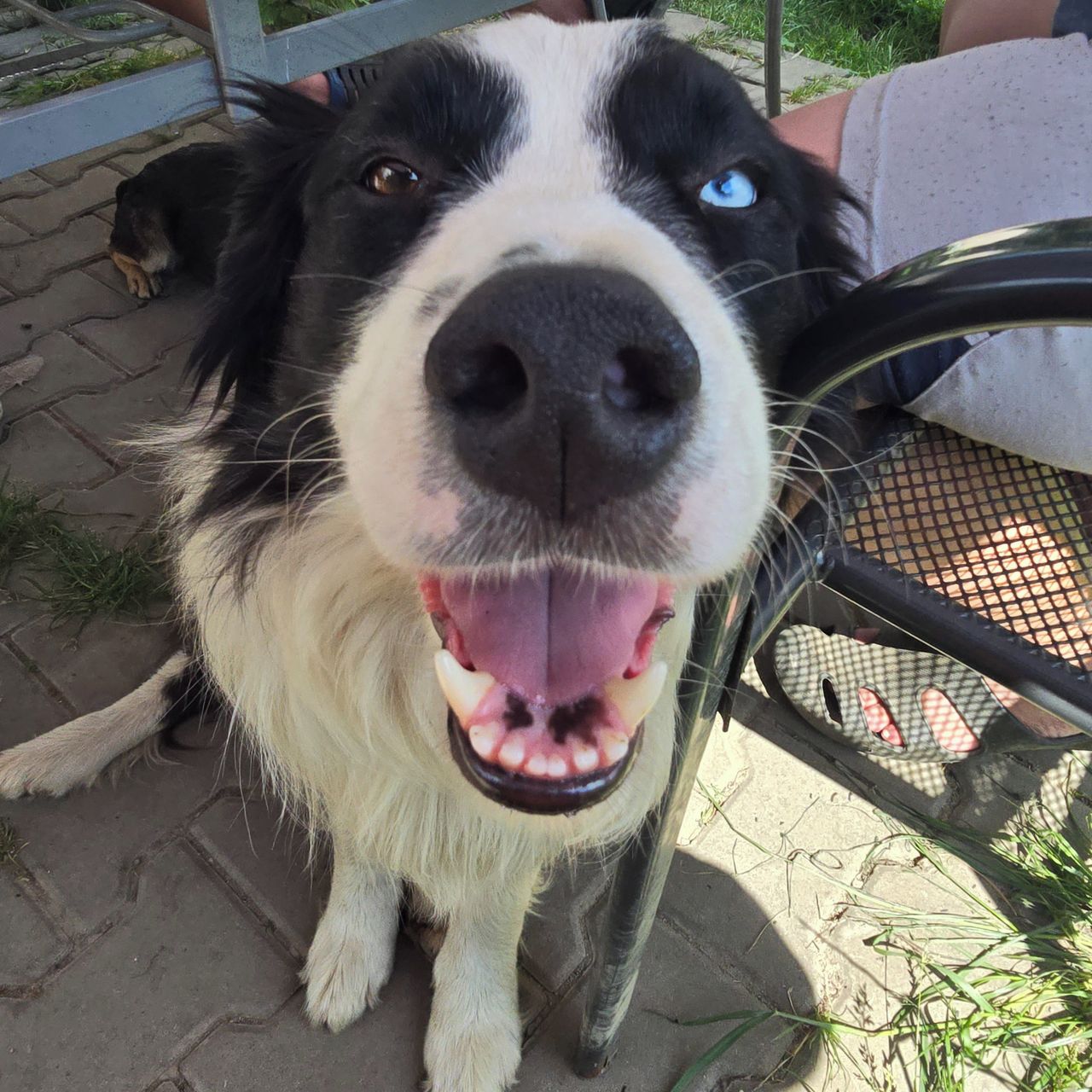 Soutěžní fotografie - Laki,  Border kolie