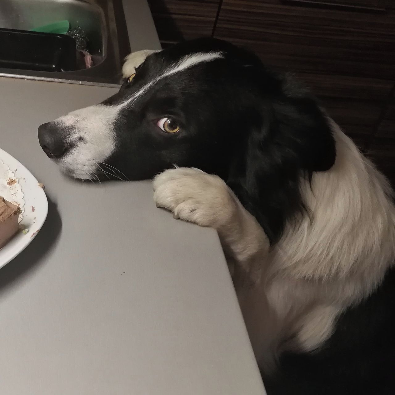 Soutěžní fotografie - Dač "Dutch",  Border kolie